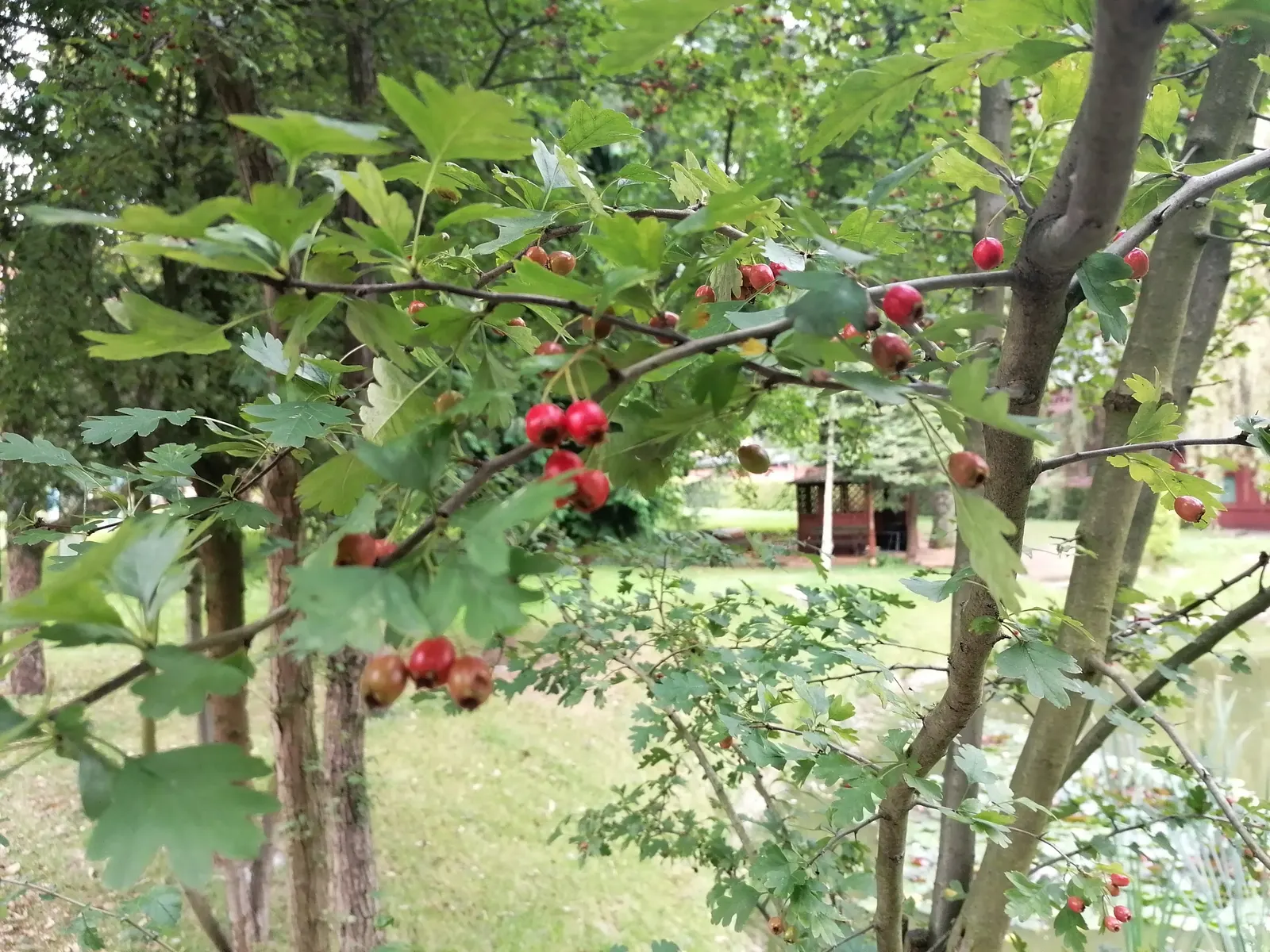 English Or Singleseed Hawthorn (Crataegus Monogyna) — followed by red berries and deeply lobed; white flowers in the garden, image 58