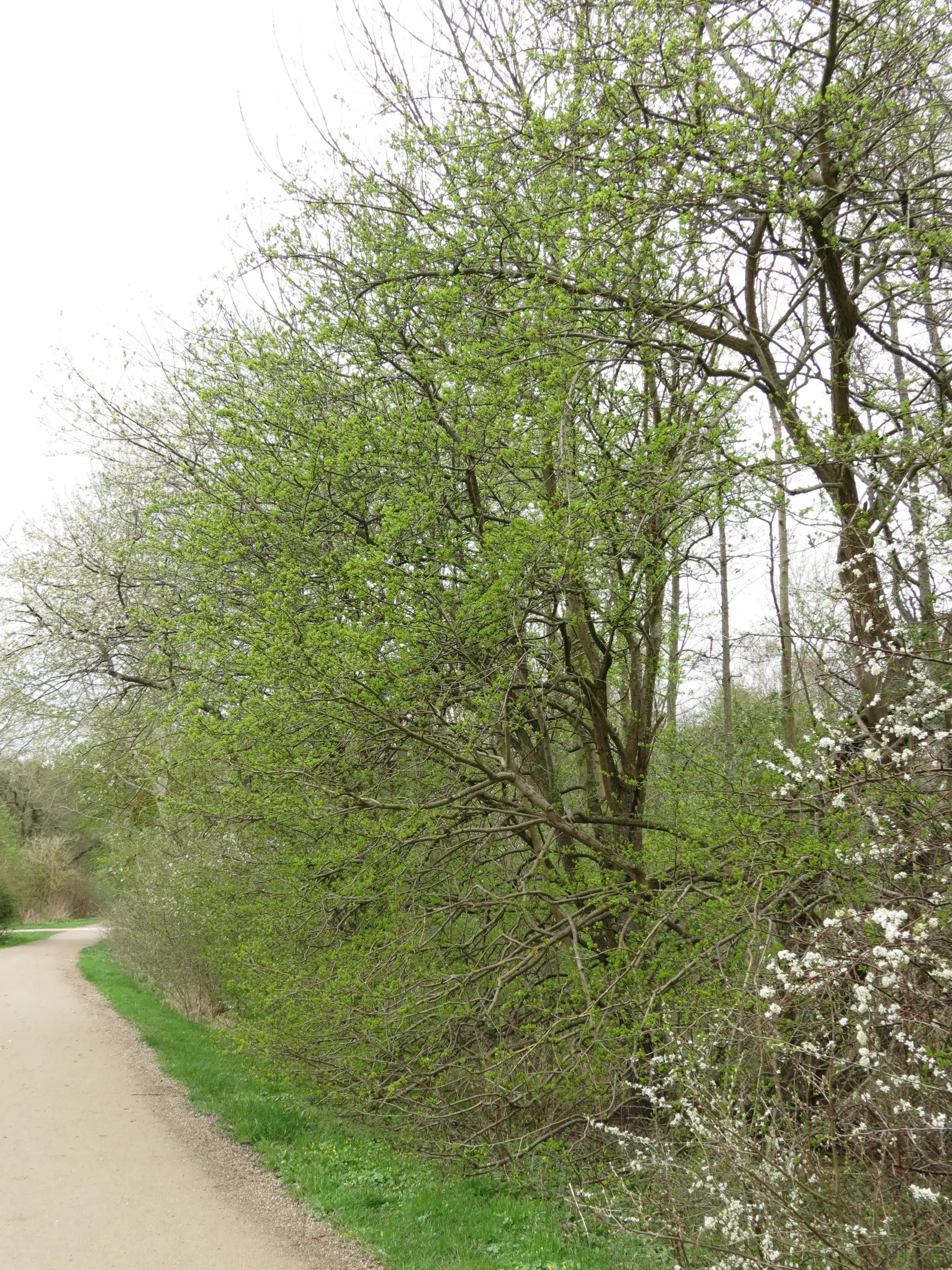 English Or Singleseed Hawthorn (Crataegus Monogyna) — white flowers in the garden; this charismatic plant offers a dense, image 79