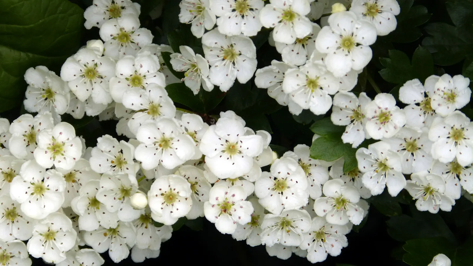 English Or Singleseed Hawthorn (Crataegus Monogyna) — It prefers full sun to partial shade