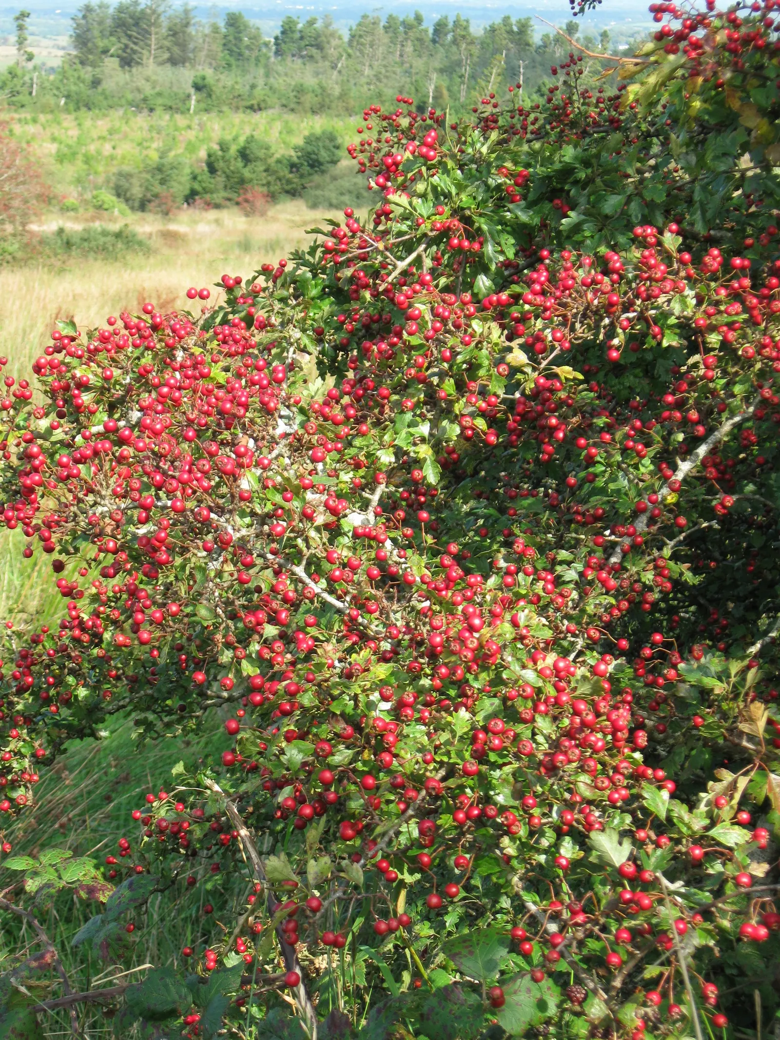 English Or Singleseed Hawthorn (Crataegus Monogyna) — this charismatic plant offers a dense