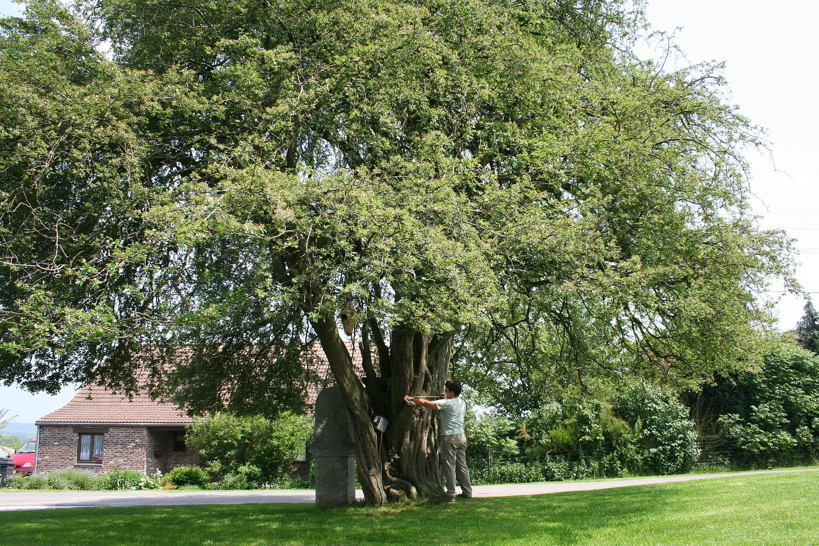 English Or Singleseed Hawthorn (Crataegus Monogyna) — tree for full or half
