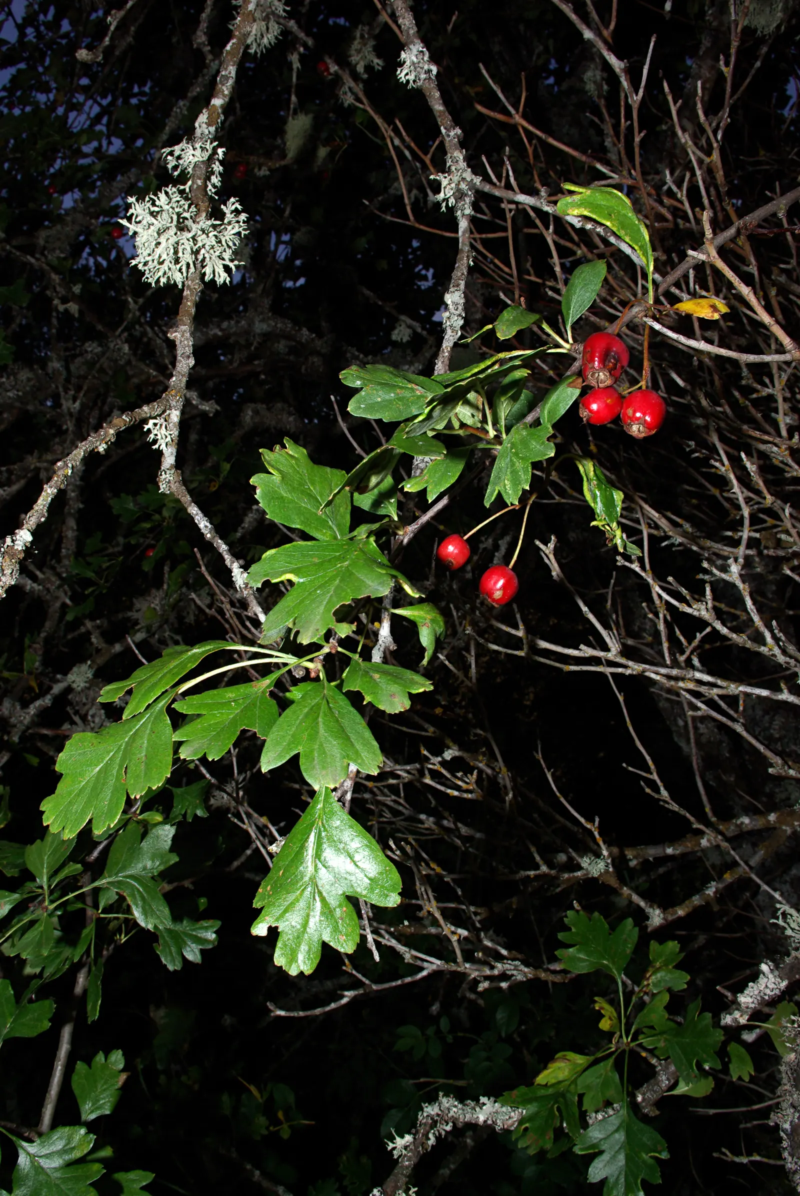 English Or Singleseed Hawthorn (Crataegus Monogyna) — the plant bears deep red berries