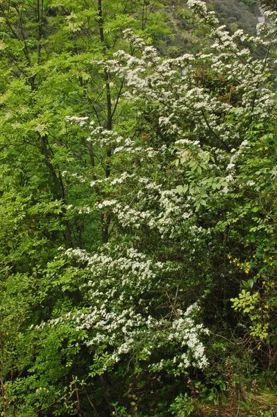 English Or Singleseed Hawthorn (Crataegus Monogyna) — the English Hawthorn showcases a profusion of fragrant white flowers; tree for full or half, image 66