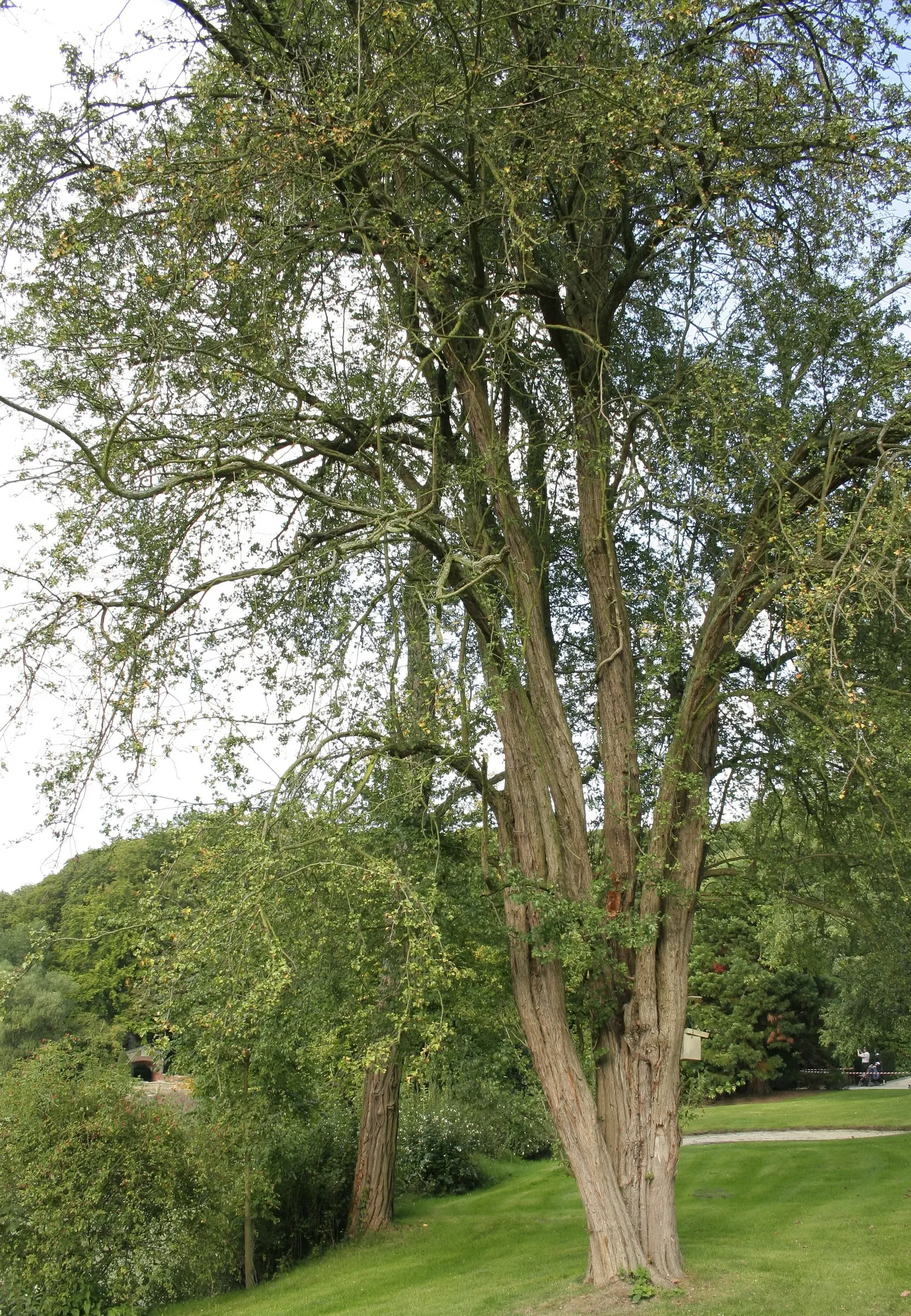 English Or Singleseed Hawthorn (Crataegus Monogyna) — which emerge from the dark-green lobed leaves, image 68