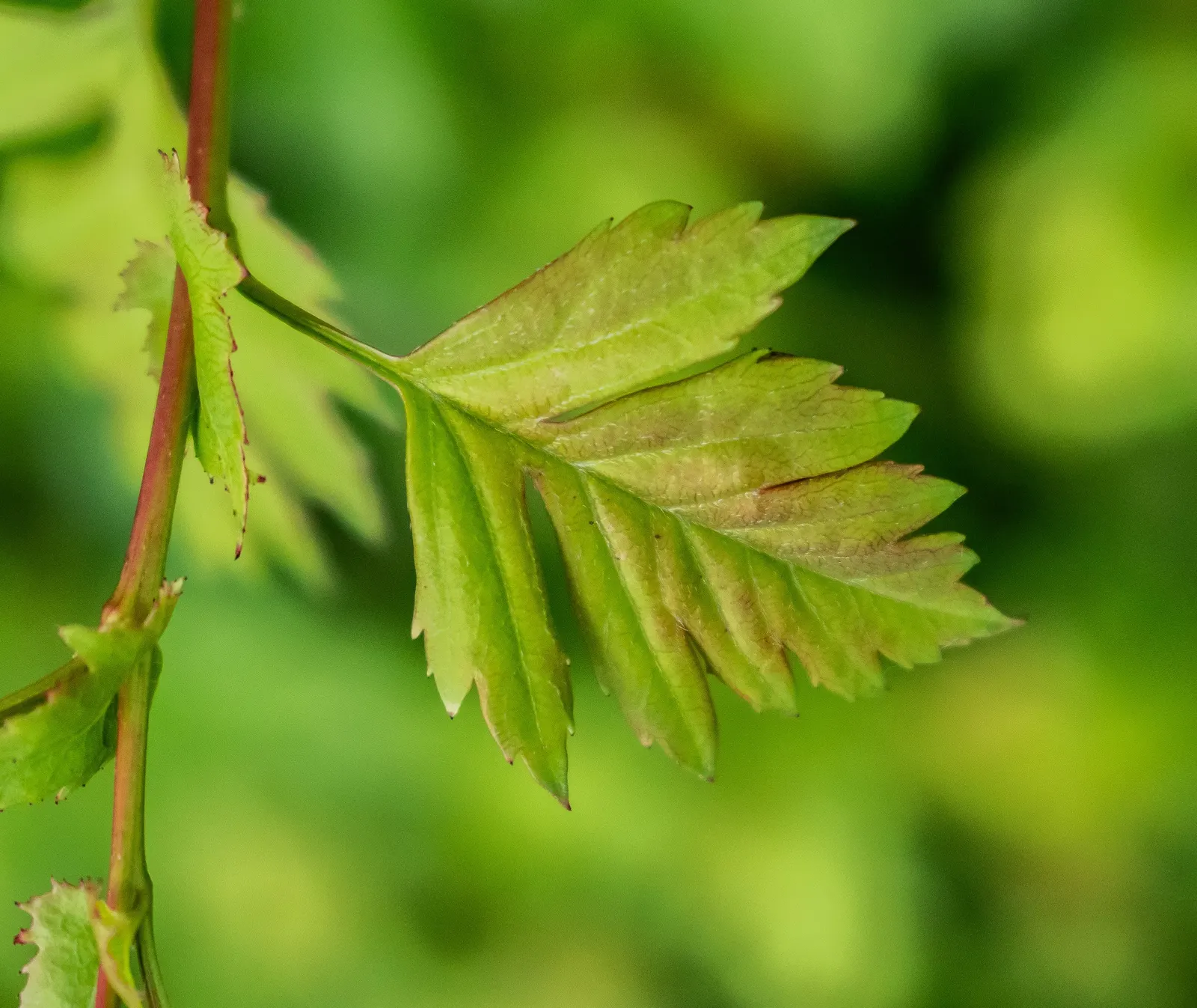 English Or Singleseed Hawthorn (Crataegus Monogyna) — the English Hawthorn is hardy in USDA zones 4 through 7