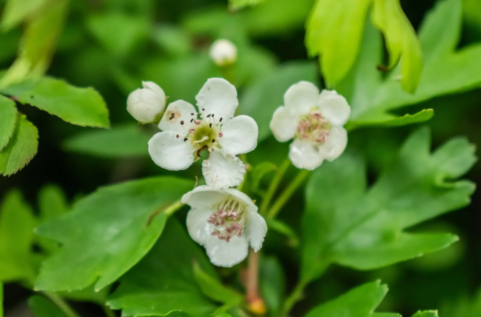 English Or Singleseed Hawthorn (Crataegus Monogyna) — is a deciduous species prized for its rustic charm and versatility within landscape designs, image 89