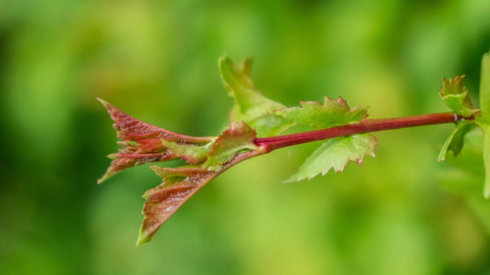 English Or Singleseed Hawthorn (Crataegus Monogyna) — single-seeded hawthorn species growing up to 15-20 feet tall with a similar spread; rounded canopy that
