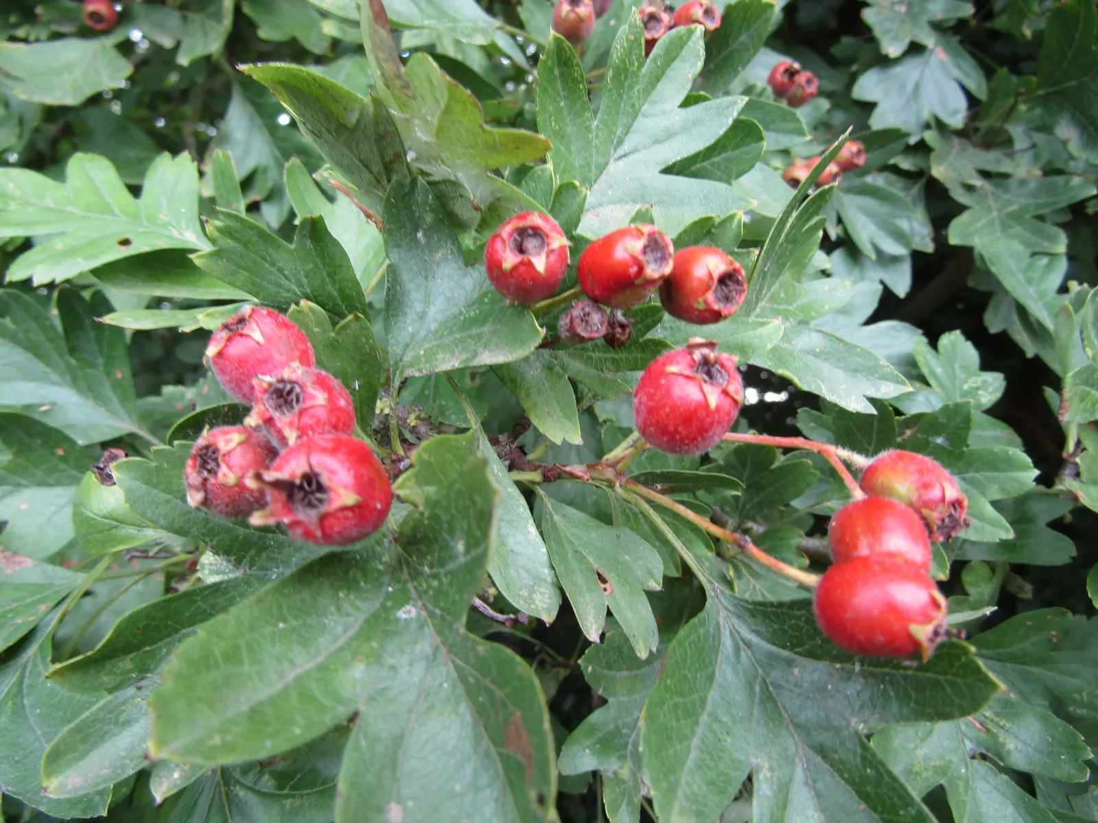 English Or Singleseed Hawthorn (Crataegus Monogyna) — this charismatic plant offers a dense; each approximately half an inch in diameter