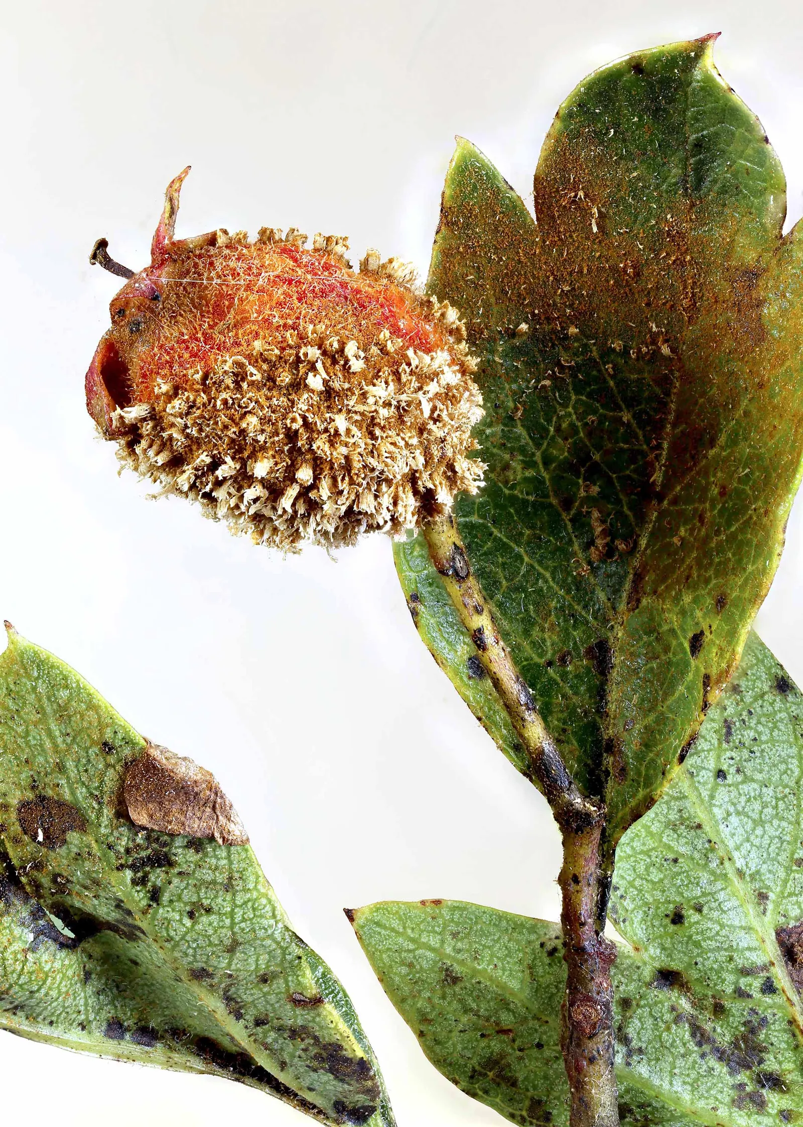 English Or Singleseed Hawthorn (Crataegus Monogyna) — Its dense thorny branches provide excellent nesting for birds, image 59