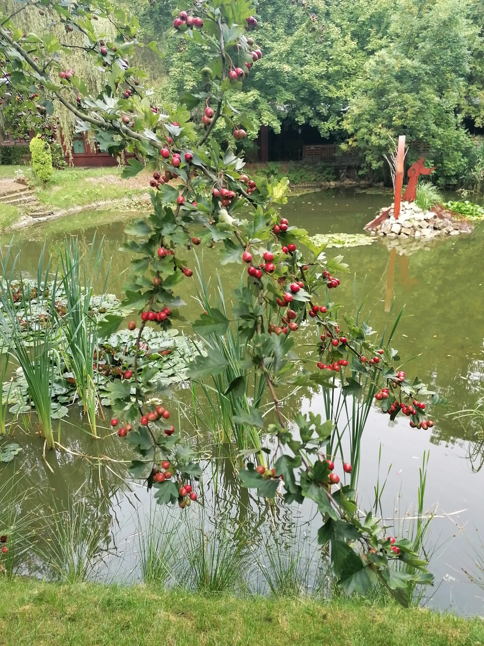 English Or Singleseed Hawthorn (Crataegus Monogyna) — tree for full or half; making it an excellent choice for both new and experienced garden enthusiasts