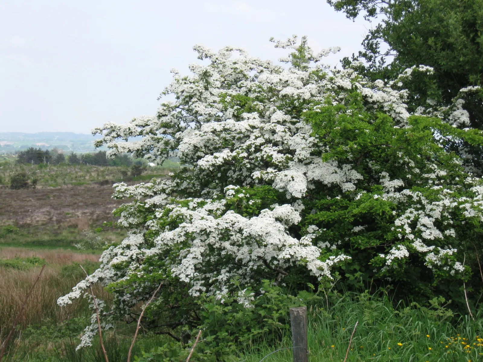 English Or Singleseed Hawthorn (Crataegus Monogyna) — followed by red berries and deeply lobed