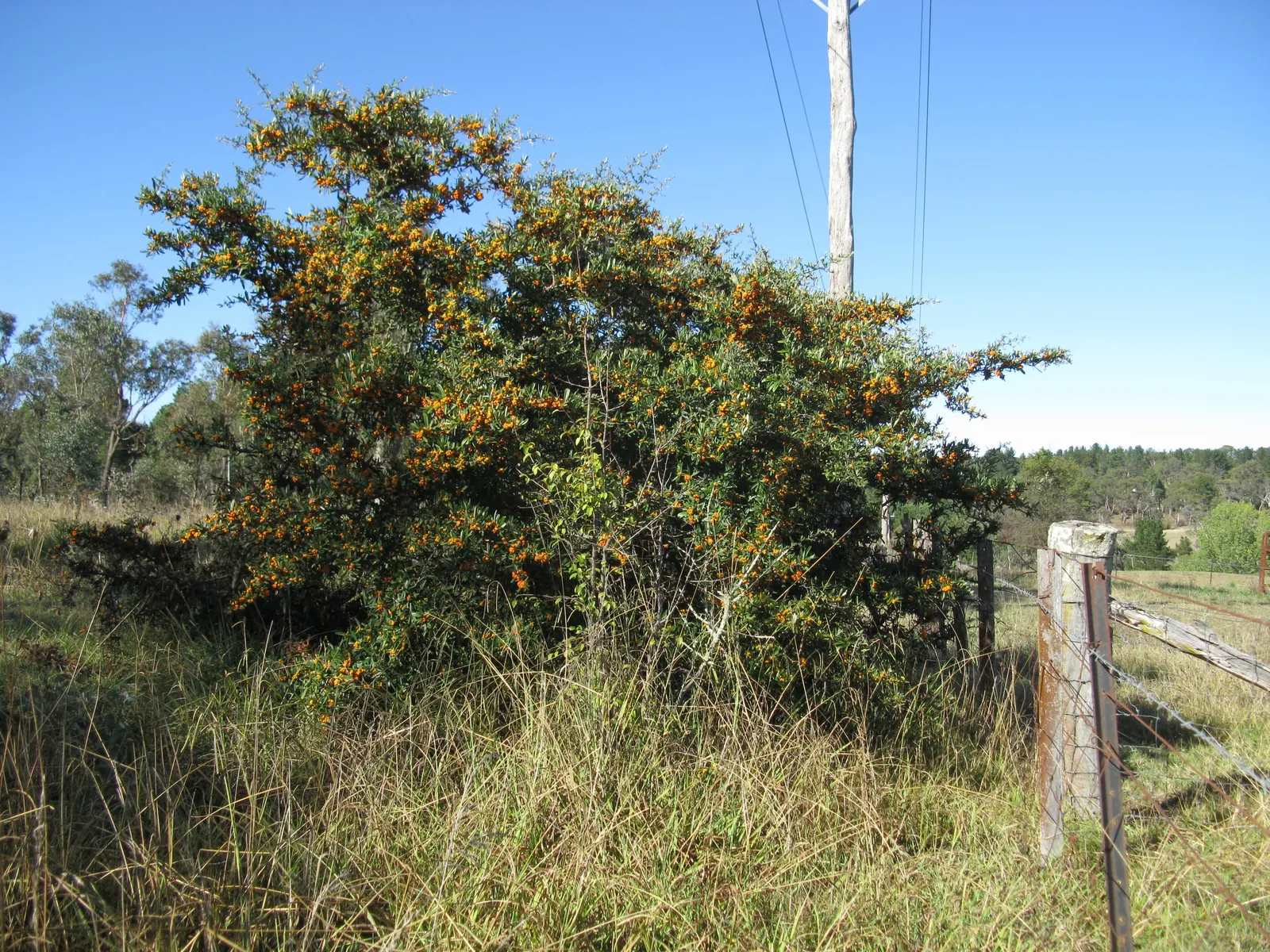 English Or Singleseed Hawthorn (Crataegus Monogyna) — affectionately known as the Singleseed Hawthorn; from well-drained to clay-based, image 61