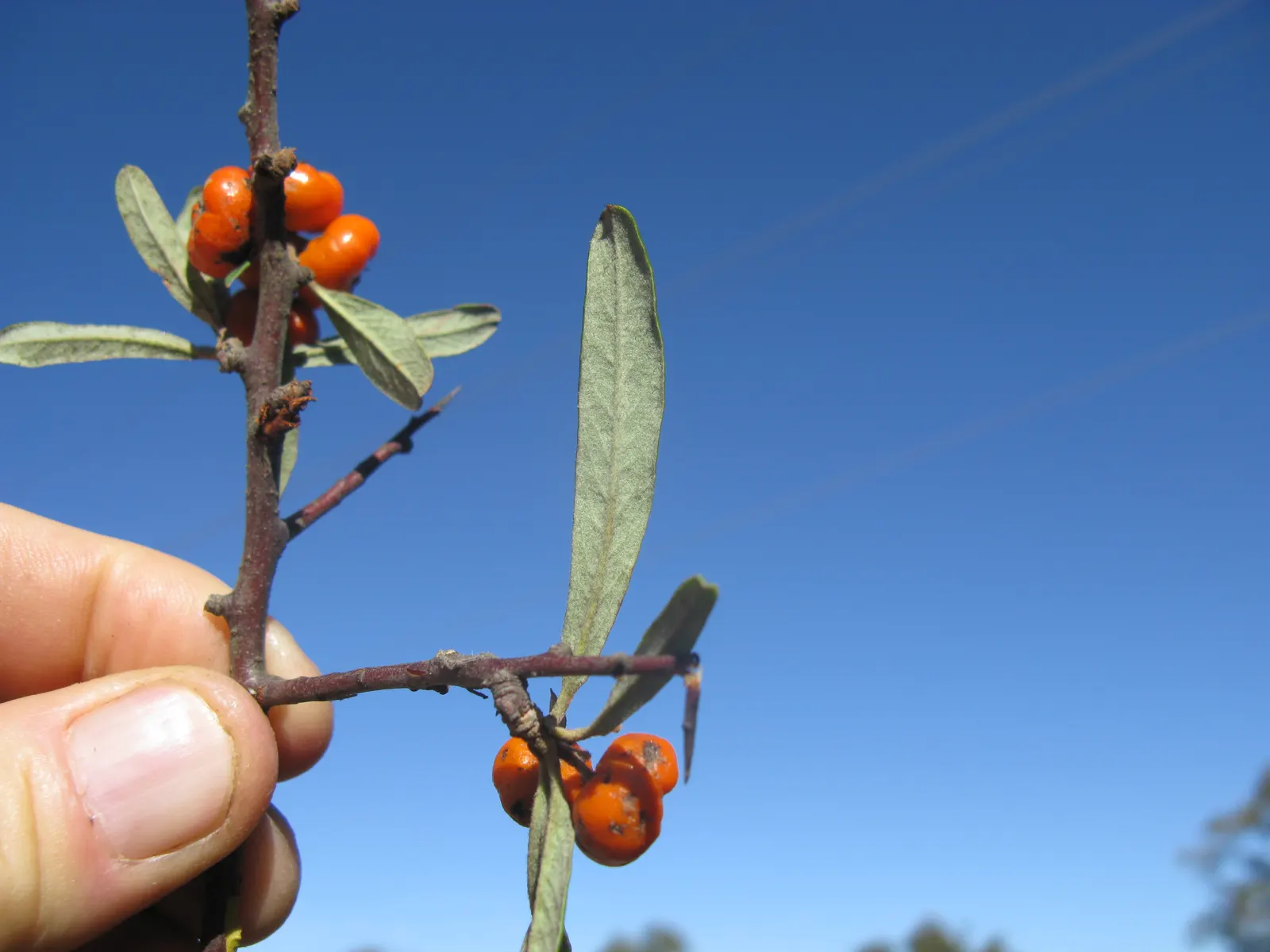 English Or Singleseed Hawthorn (Crataegus Monogyna) — from well-drained to clay-based; requiring minimal watering once established