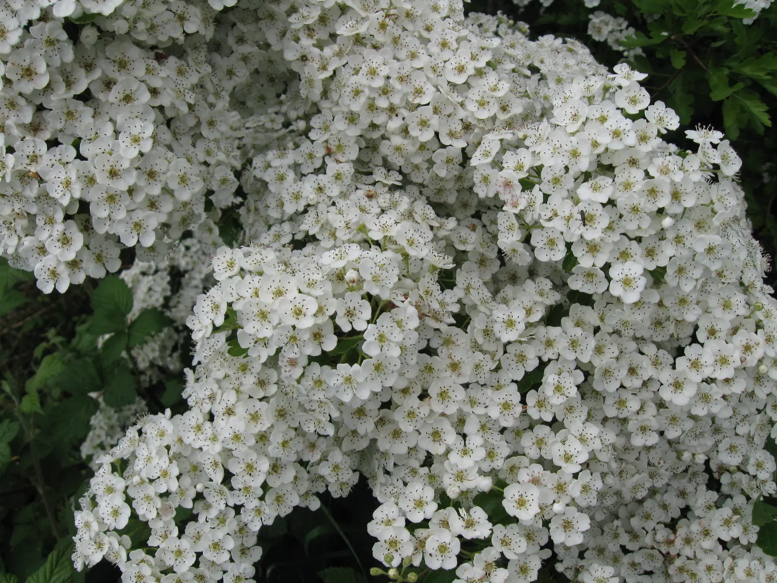 English Or Singleseed Hawthorn (Crataegus Monogyna) — making it both an aesthetic and ecological asset to any landscape; the English Hawthorn, image 87
