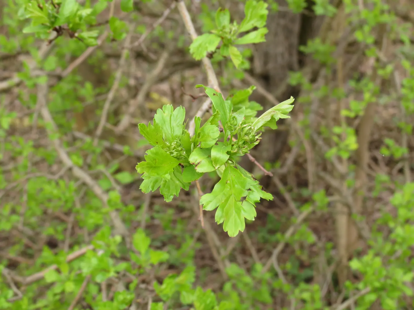 English Or Singleseed Hawthorn (Crataegus Monogyna) — each approximately half an inch in diameter; affectionately known as the Singleseed Hawthorn, image 67
