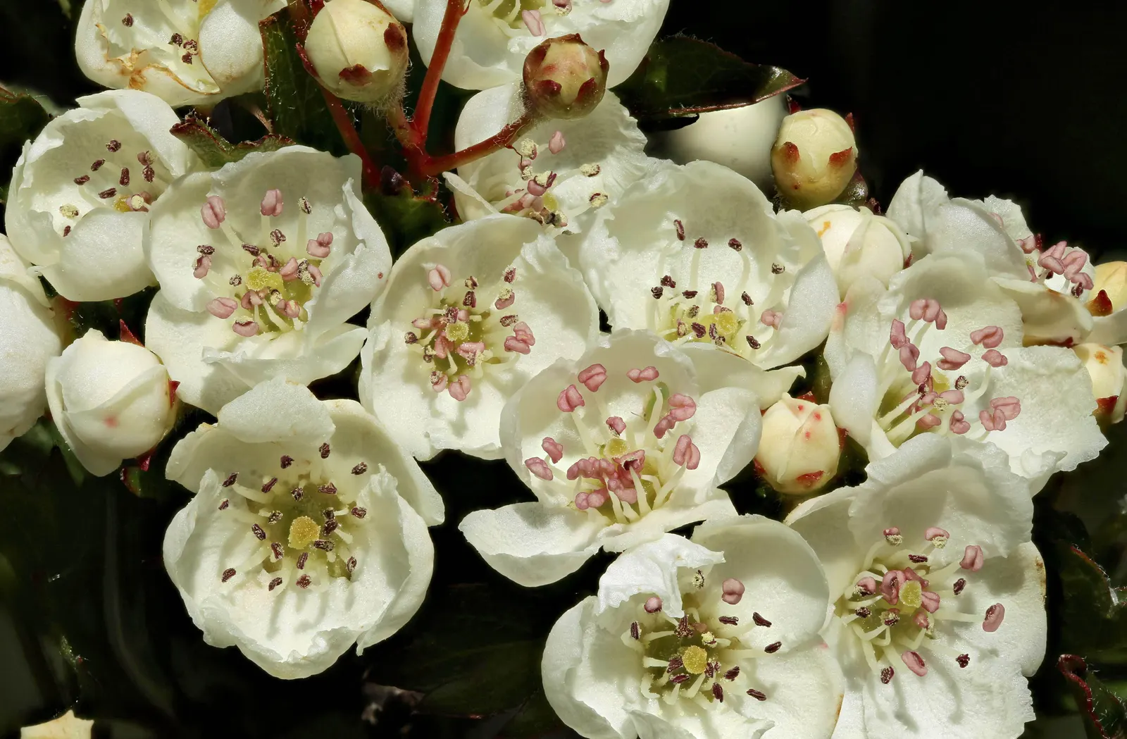 English Or Singleseed Hawthorn (Crataegus Monogyna) — it features clusters of fragrant white flowers in late spring; after the leaves have