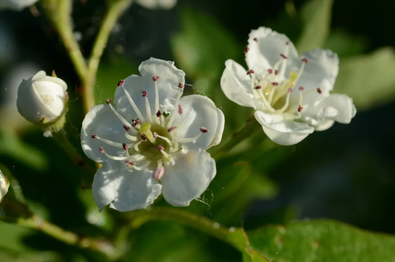 English Or Singleseed Hawthorn (Crataegus Monogyna) — the English Hawthorn showcases a profusion of fragrant white flowers