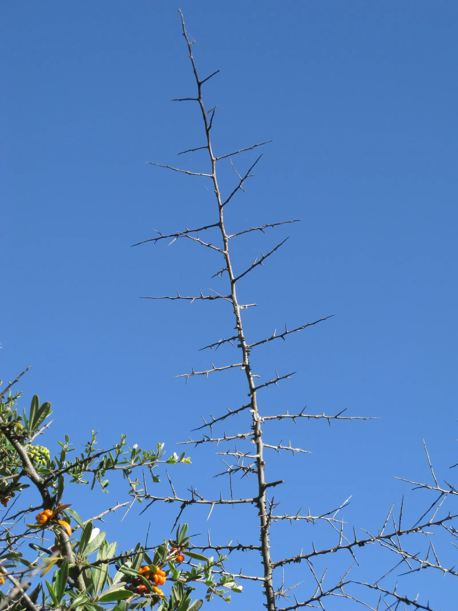 English Or Singleseed Hawthorn (Crataegus Monogyna) — making it an excellent choice for both new and experienced garden enthusiasts; it features clusters of