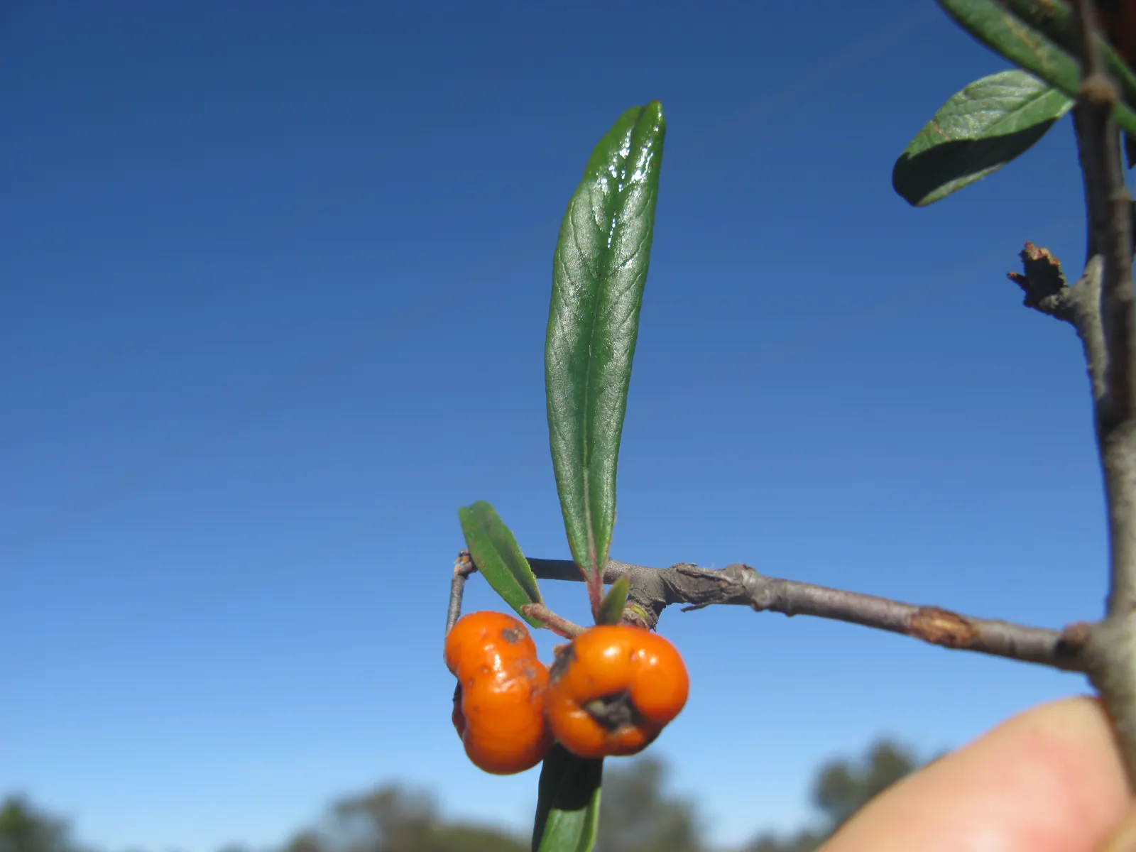 English Or Singleseed Hawthorn (Crataegus Monogyna) — The English Hawthorn (Crataegus monogyna) is a deciduous; followed by red berries and deeply, image 55