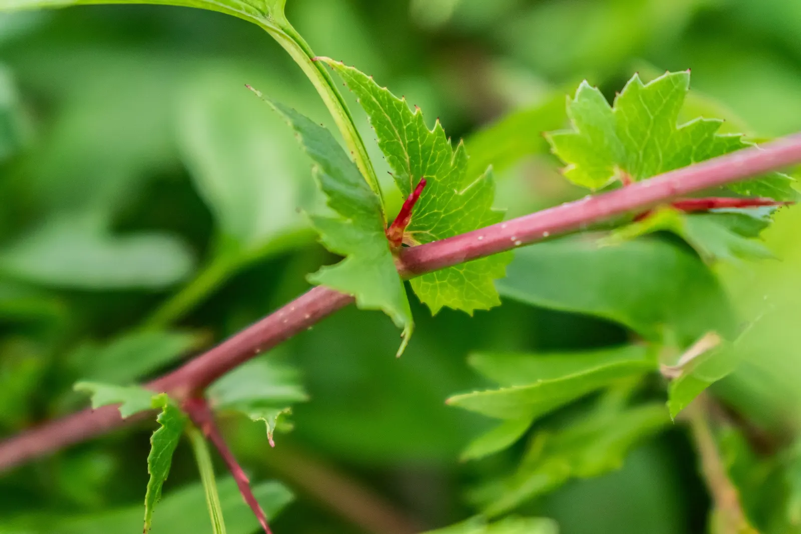 English Or Singleseed Hawthorn (Crataegus Monogyna) — The English Hawthorn (Crataegus monogyna) is a deciduous; followed by red berries and deeply, image 82
