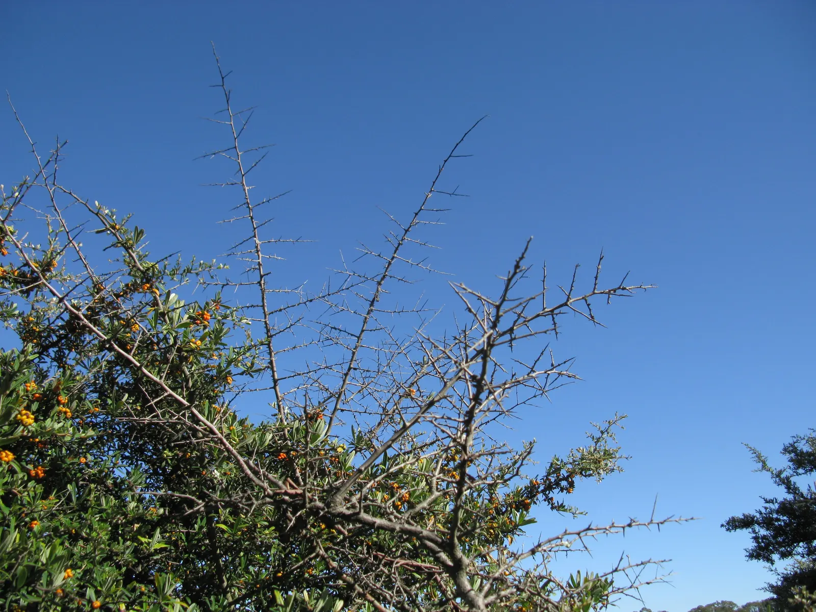 English Or Singleseed Hawthorn (Crataegus Monogyna) — after the leaves have fallen.<br><br>Adaptable to a variety of soil conditions; the plant, image 72