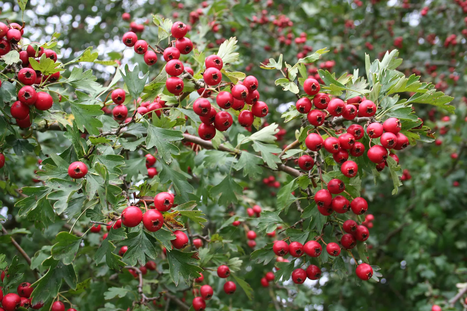 English Or Singleseed Hawthorn (Crataegus Monogyna) — is a deciduous species prized for its rustic charm and versatility within landscape designs; tree with
