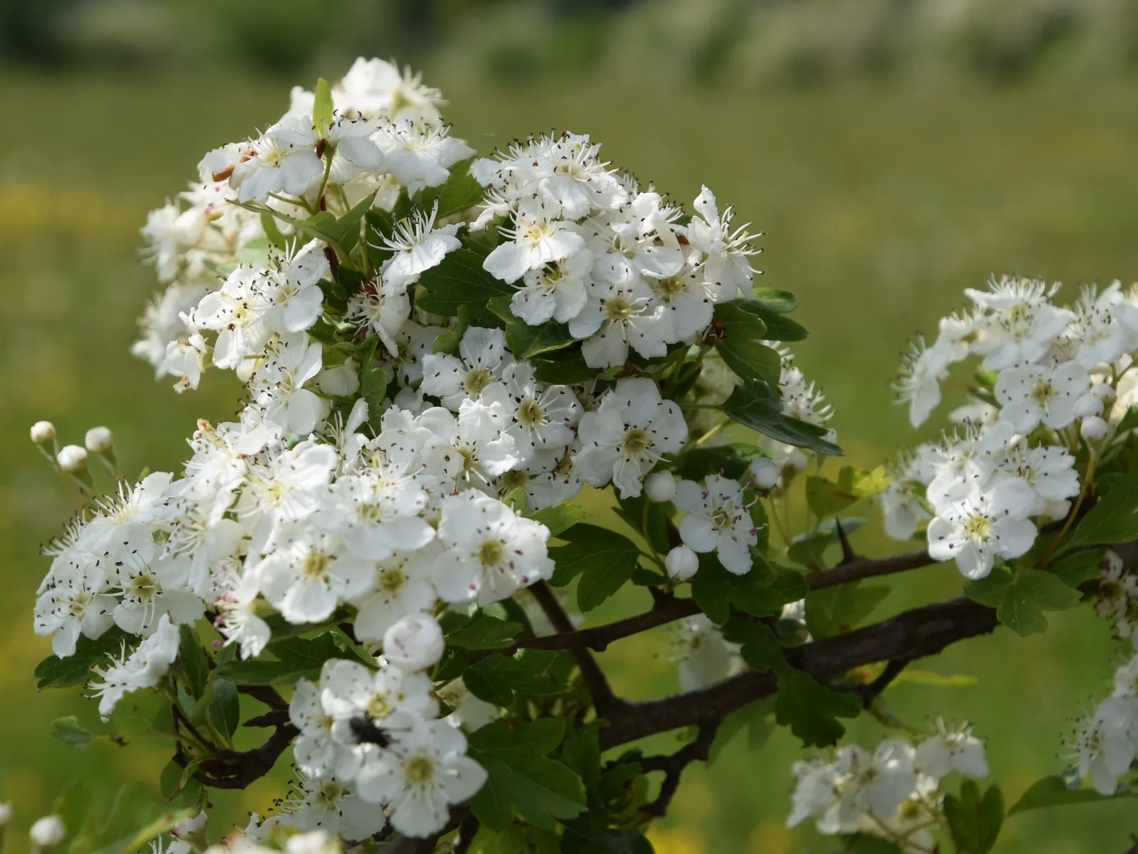 English Or Singleseed Hawthorn (Crataegus Monogyna) — affectionately known as the Singleseed Hawthorn; from well-drained to clay-based, image 88