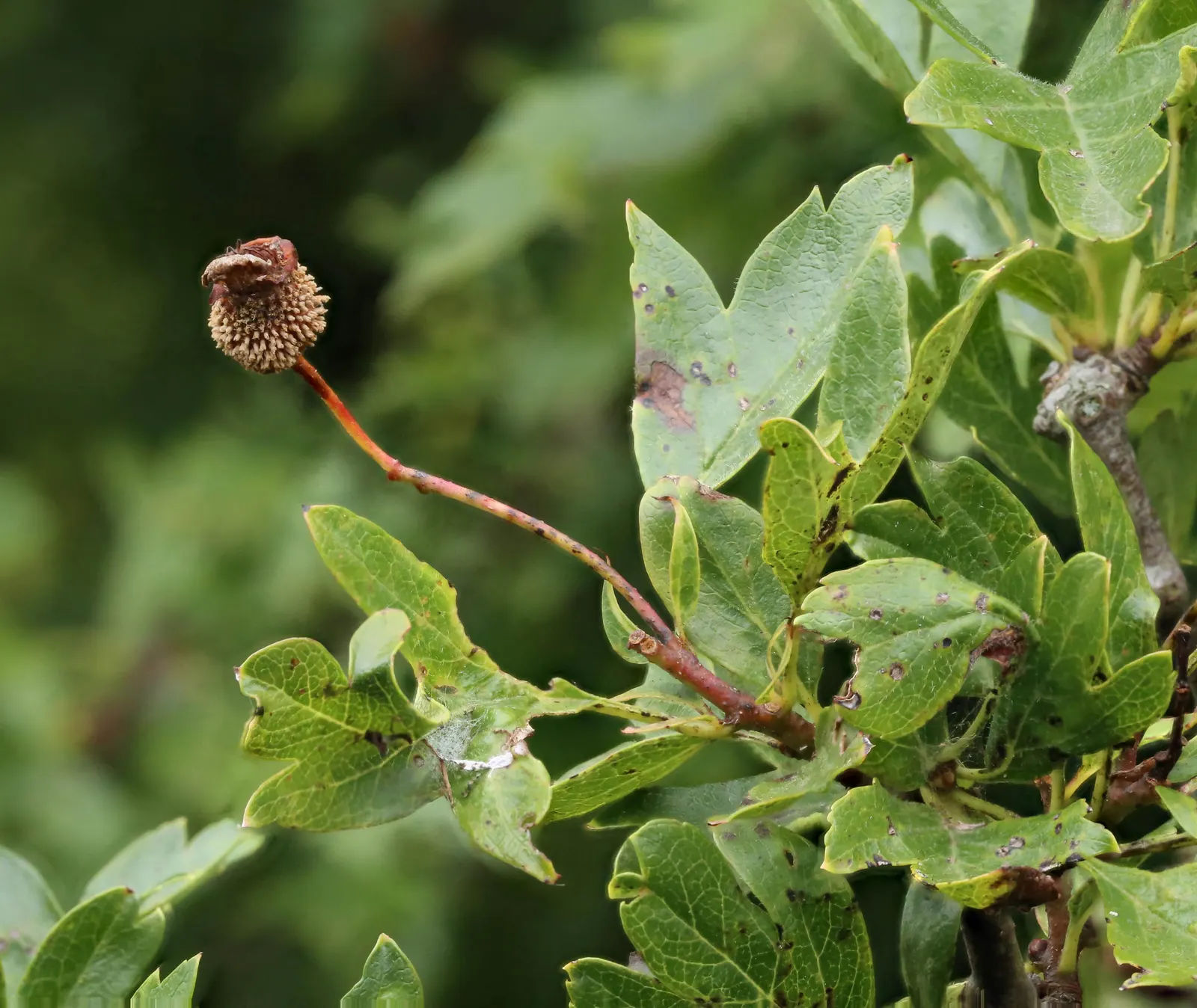 English Or Singleseed Hawthorn (Crataegus Monogyna) — providing a food source for local bird species and a pop of color that lasts into winter; is a deciduous
