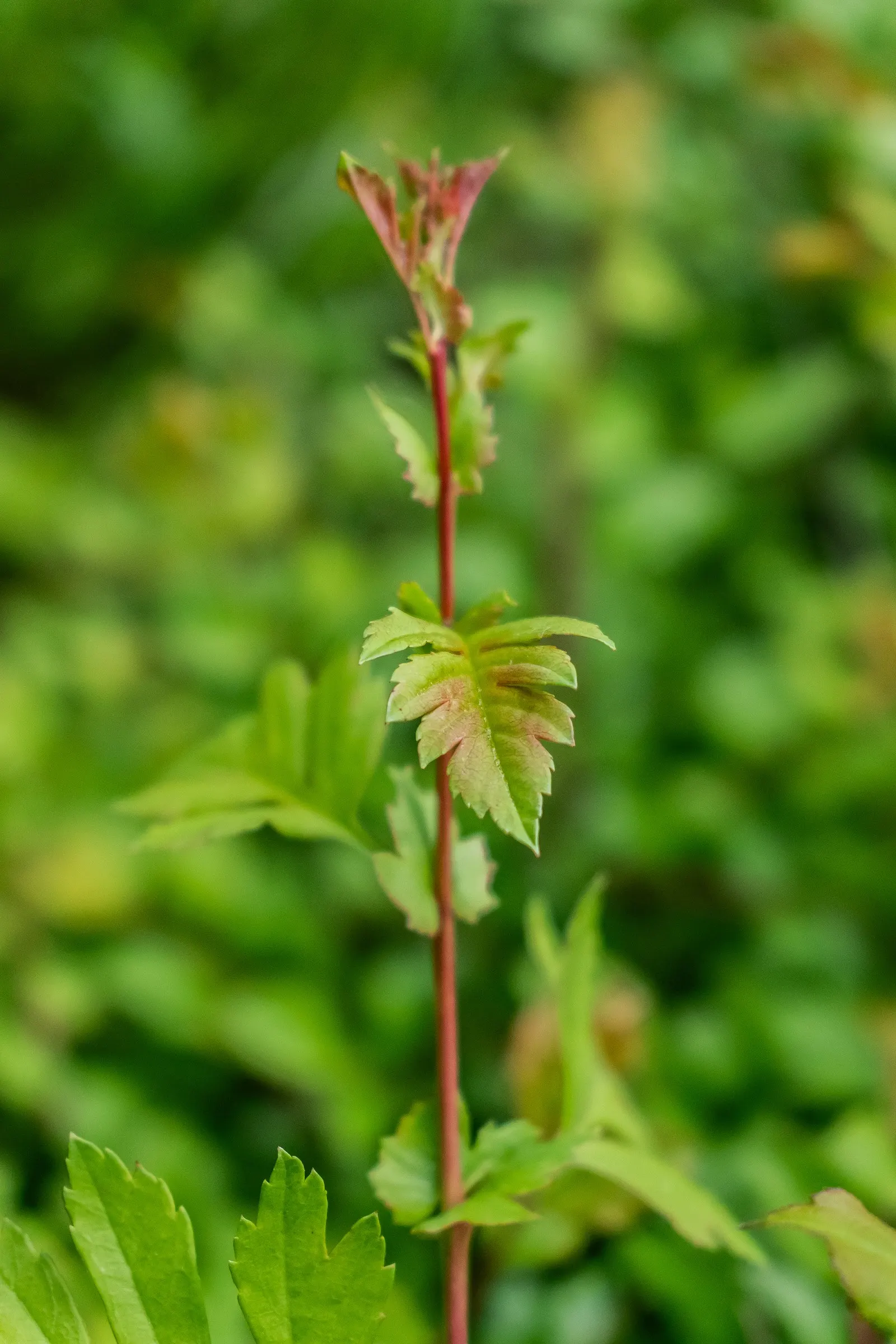 English Or Singleseed Hawthorn (Crataegus Monogyna) — from well-drained to clay-based