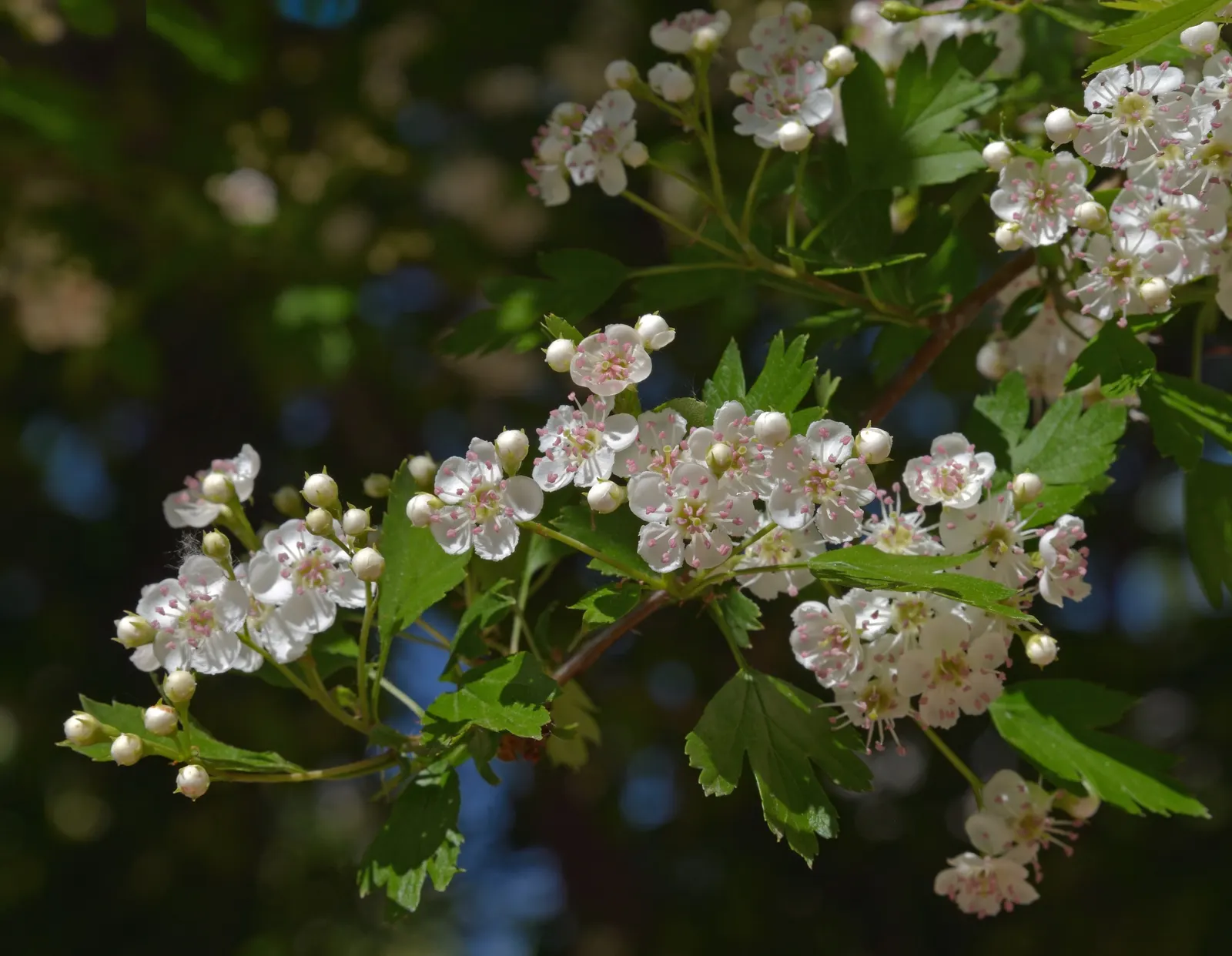 English Or Singleseed Hawthorn (Crataegus Monogyna) — each approximately half an inch in diameter; affectionately known as the Singleseed Hawthorn