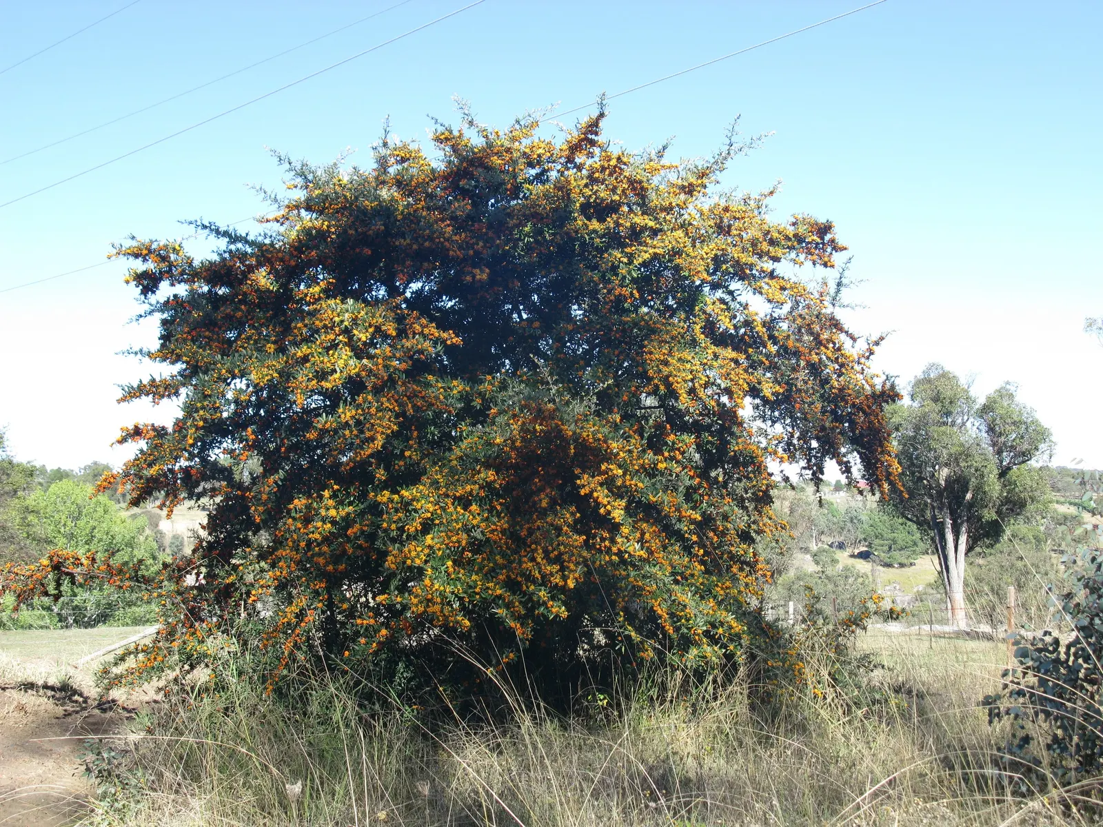 English Or Singleseed Hawthorn (Crataegus Monogyna) — Standing at a mature height of 15 to 25 feet with a similar spread; making it both an aesthetic and