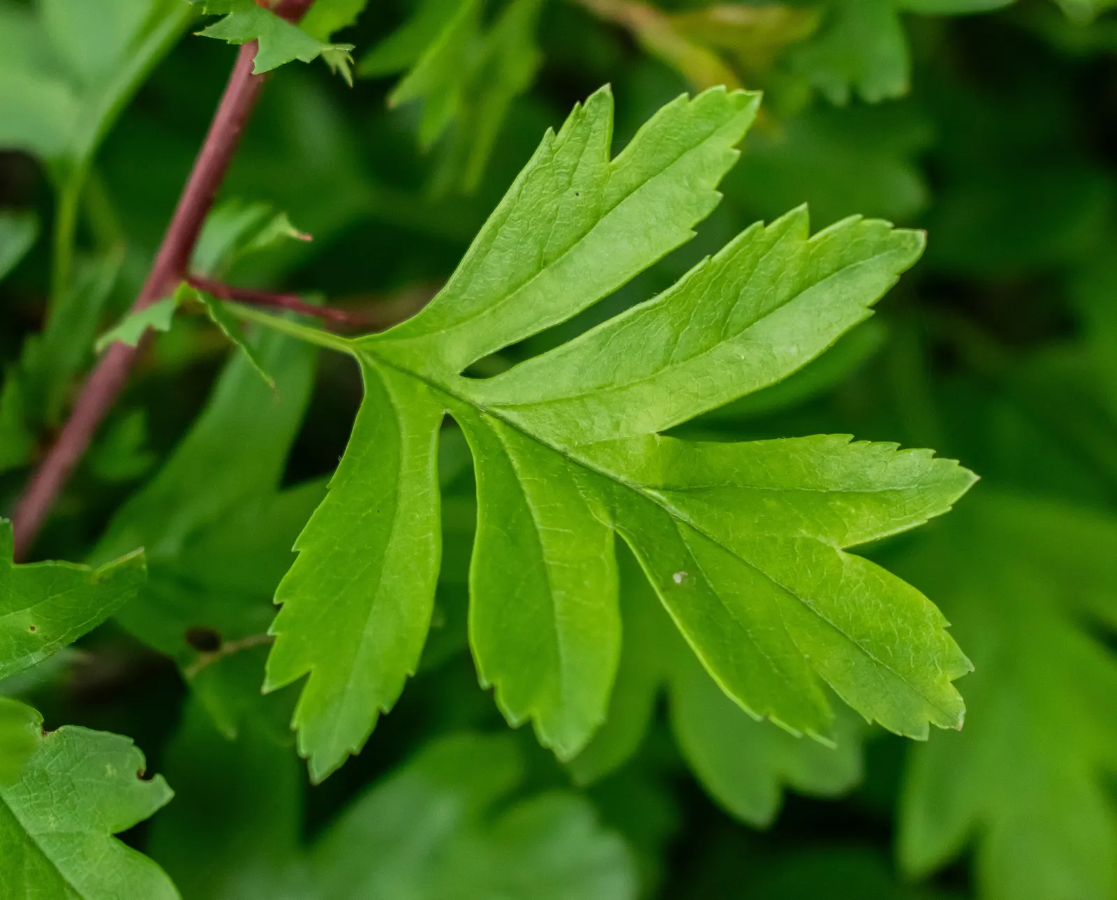 English Or Singleseed Hawthorn (Crataegus Monogyna) — providing a food source for local bird species and a pop of color that lasts into winter; is, image 71