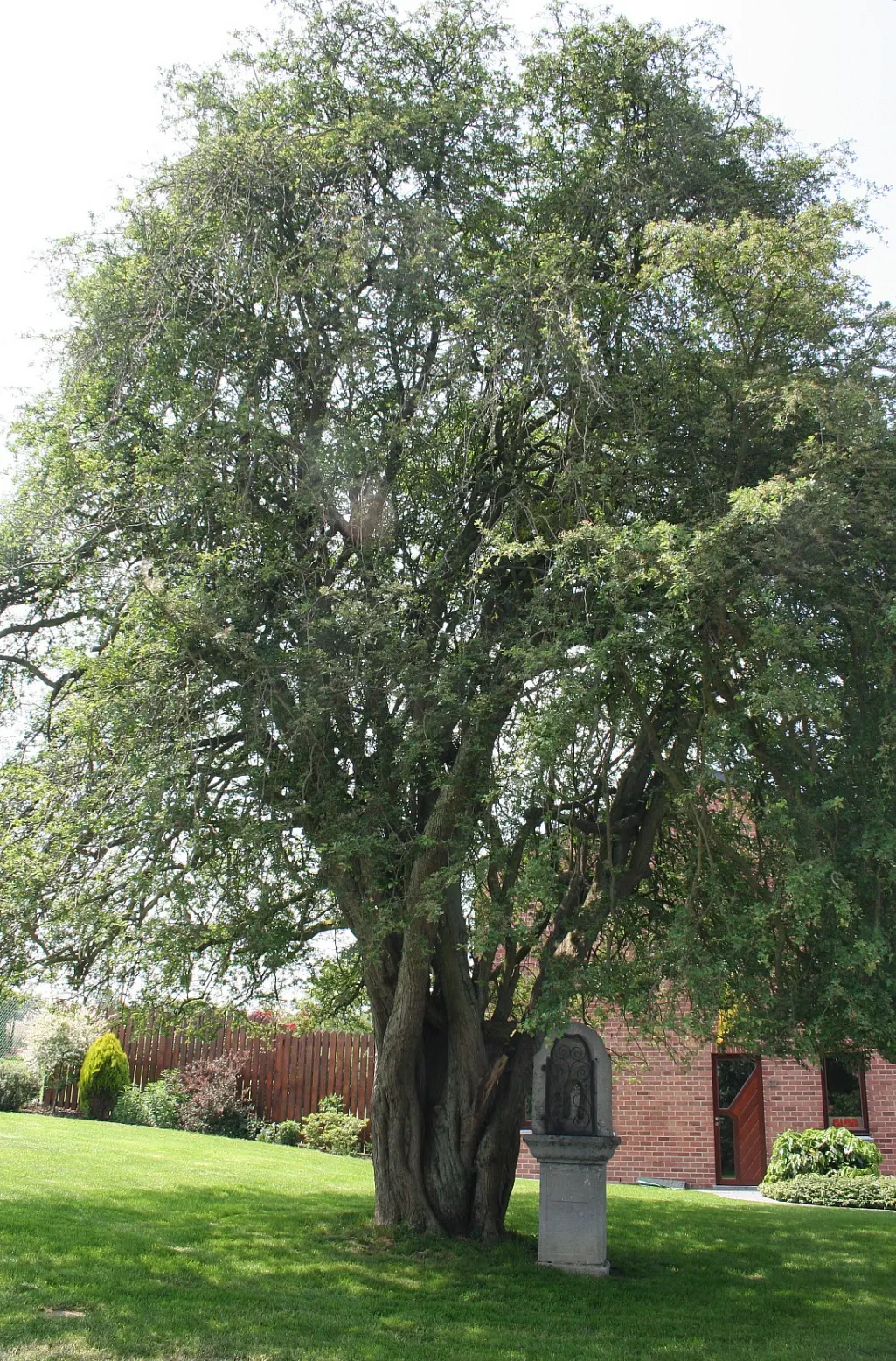 English Or Singleseed Hawthorn (Crataegus Monogyna) — the English Hawthorn is hardy in USDA zones 4 through 7; single-seeded hawthorn species growing up to