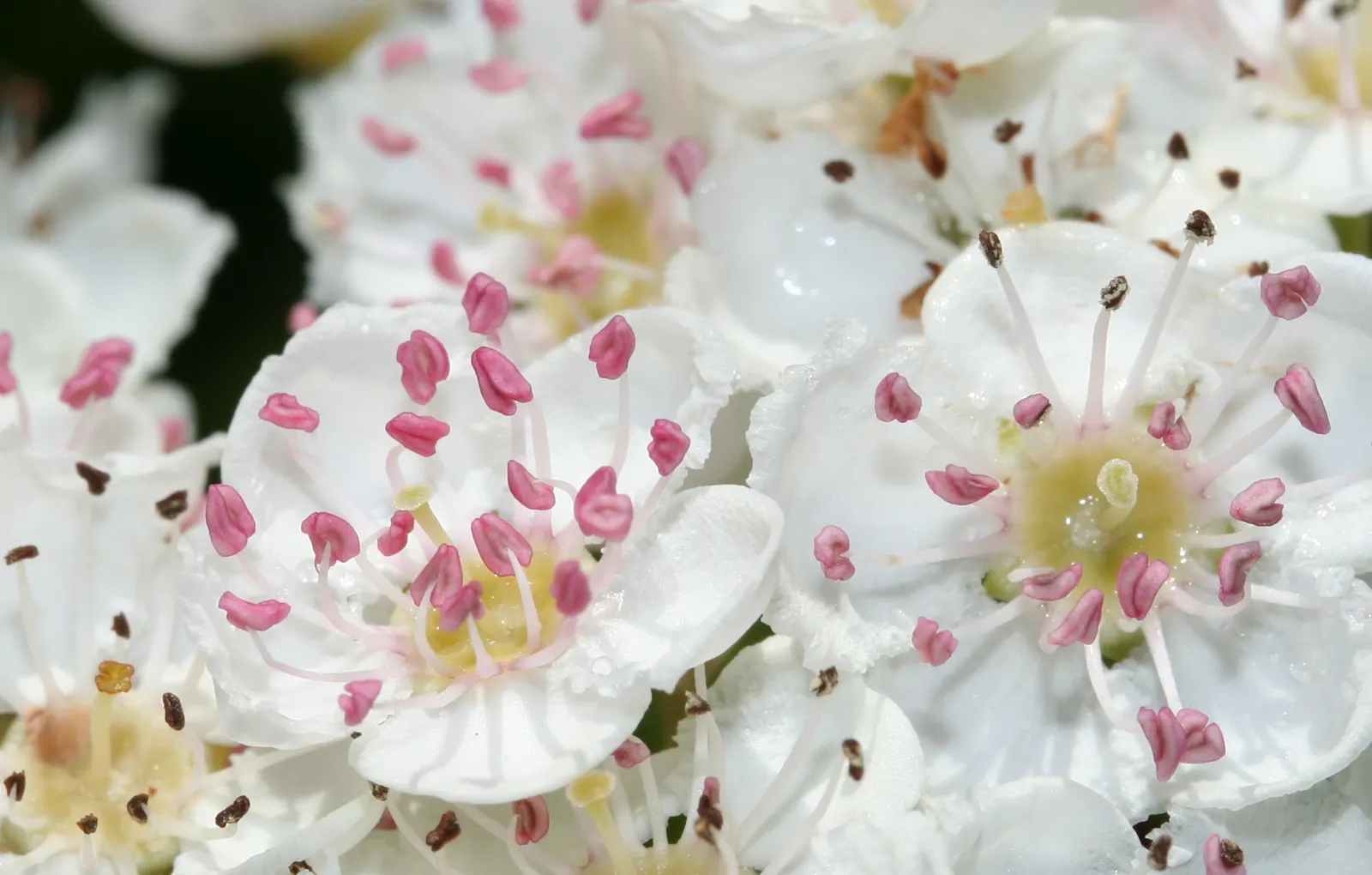 English Or Singleseed Hawthorn (Crataegus Monogyna) — affectionately known as the Singleseed Hawthorn