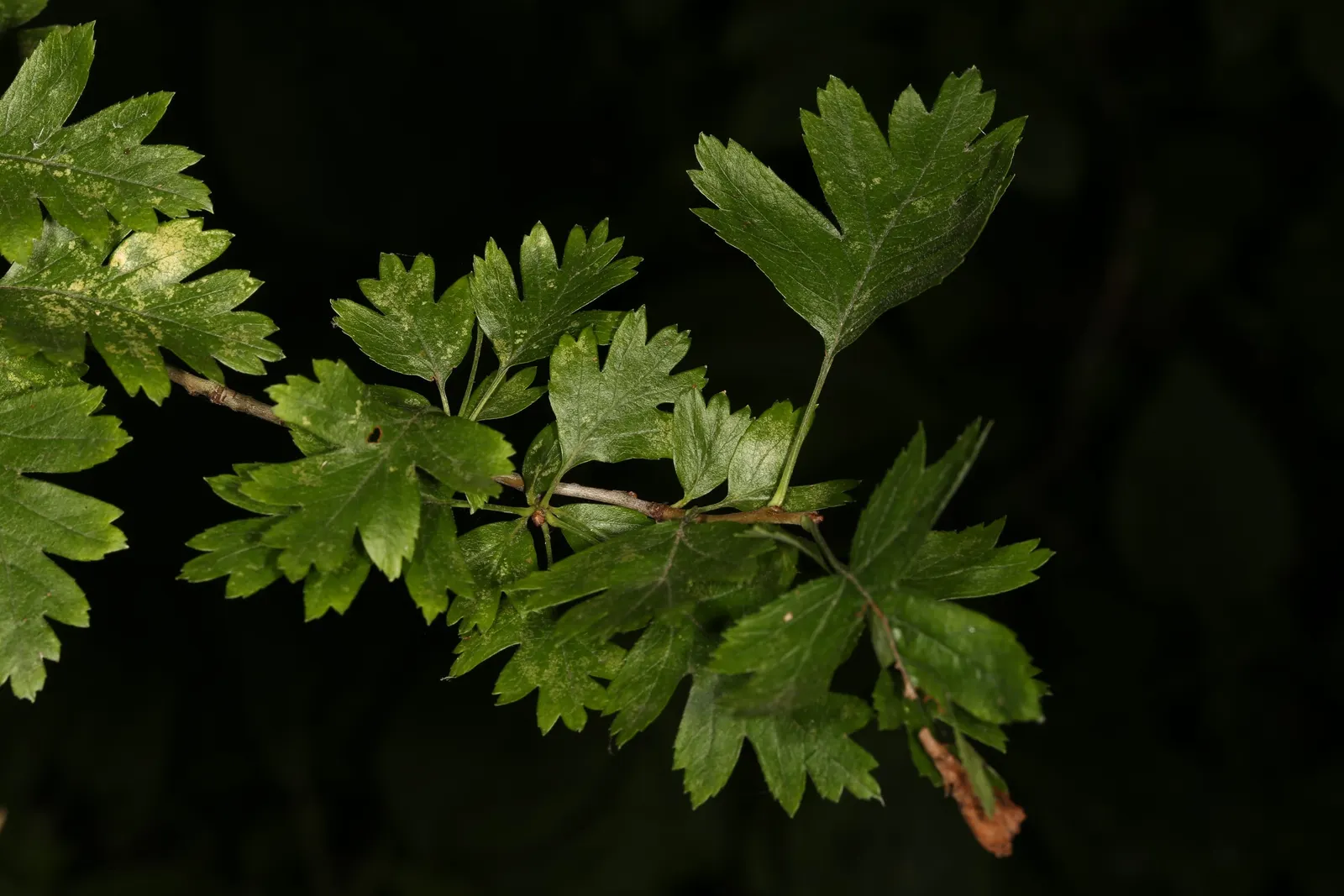 English Or Singleseed Hawthorn (Crataegus Monogyna) — Its dense thorny branches provide excellent nesting for birds