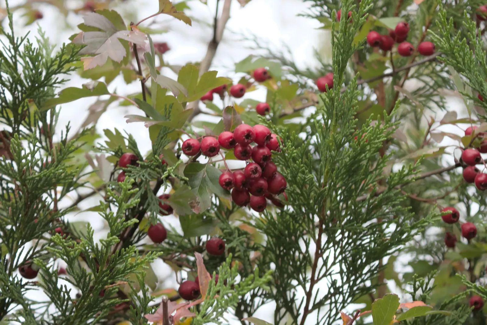 English Or Singleseed Hawthorn (Crataegus Monogyna) — tree for full or half; making it an excellent choice for both new and experienced garden, image 81