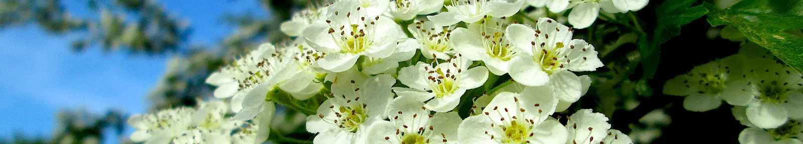 English Or Singleseed Hawthorn (Crataegus Monogyna) — Its dense thorny branches provide excellent nesting for birds, image 86