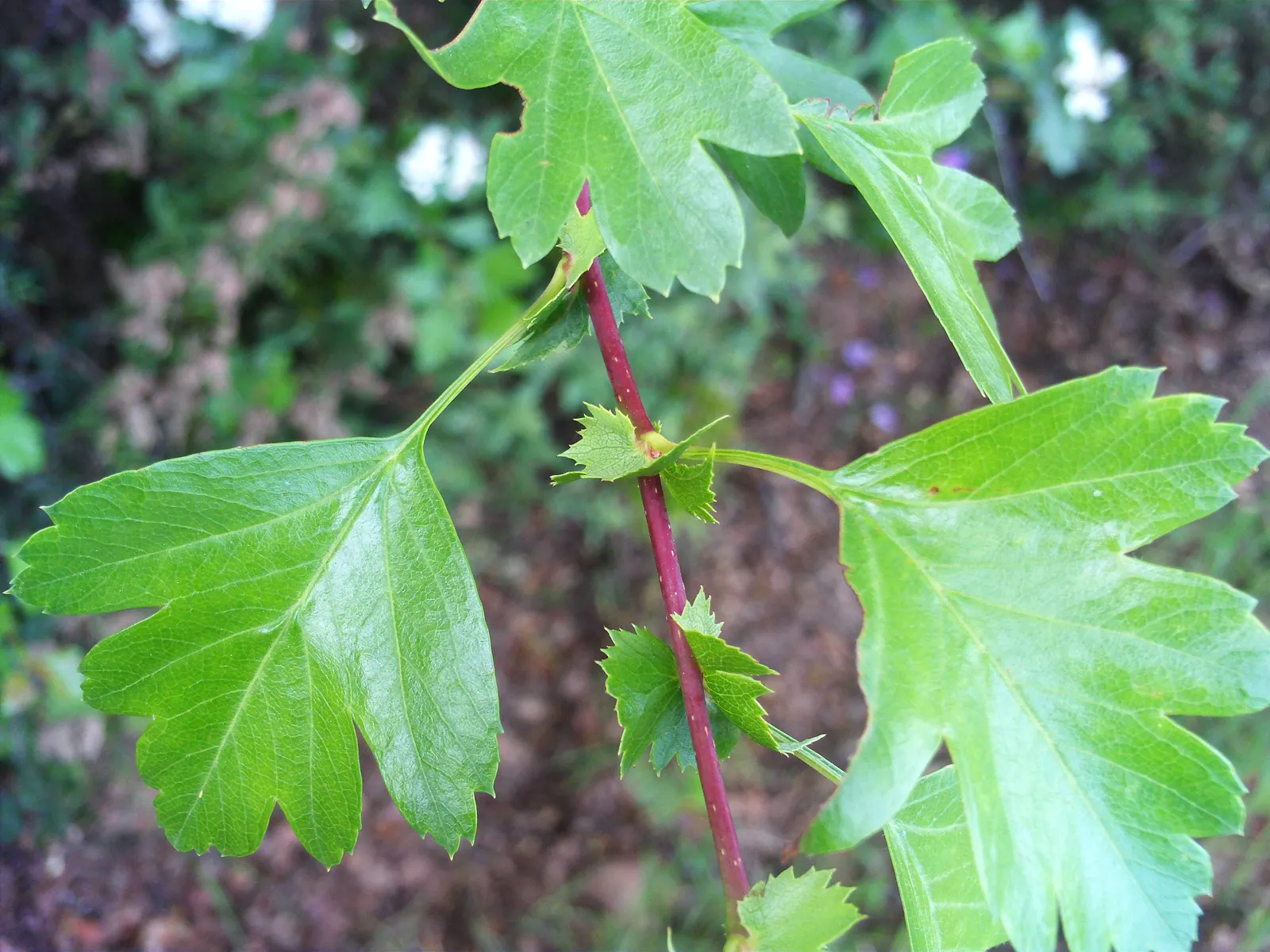 English Or Singleseed Hawthorn (Crataegus Monogyna) — affectionately known as the Singleseed Hawthorn; from well-drained to clay-based
