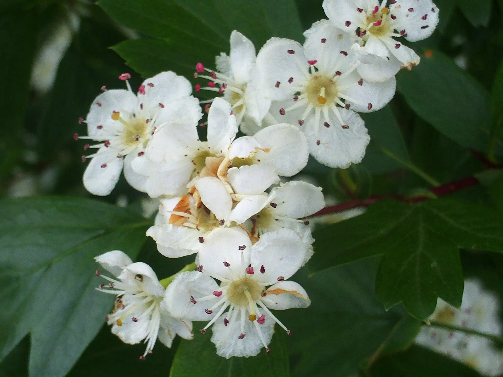 English Or Singleseed Hawthorn (Crataegus Monogyna) — tree with white blooms