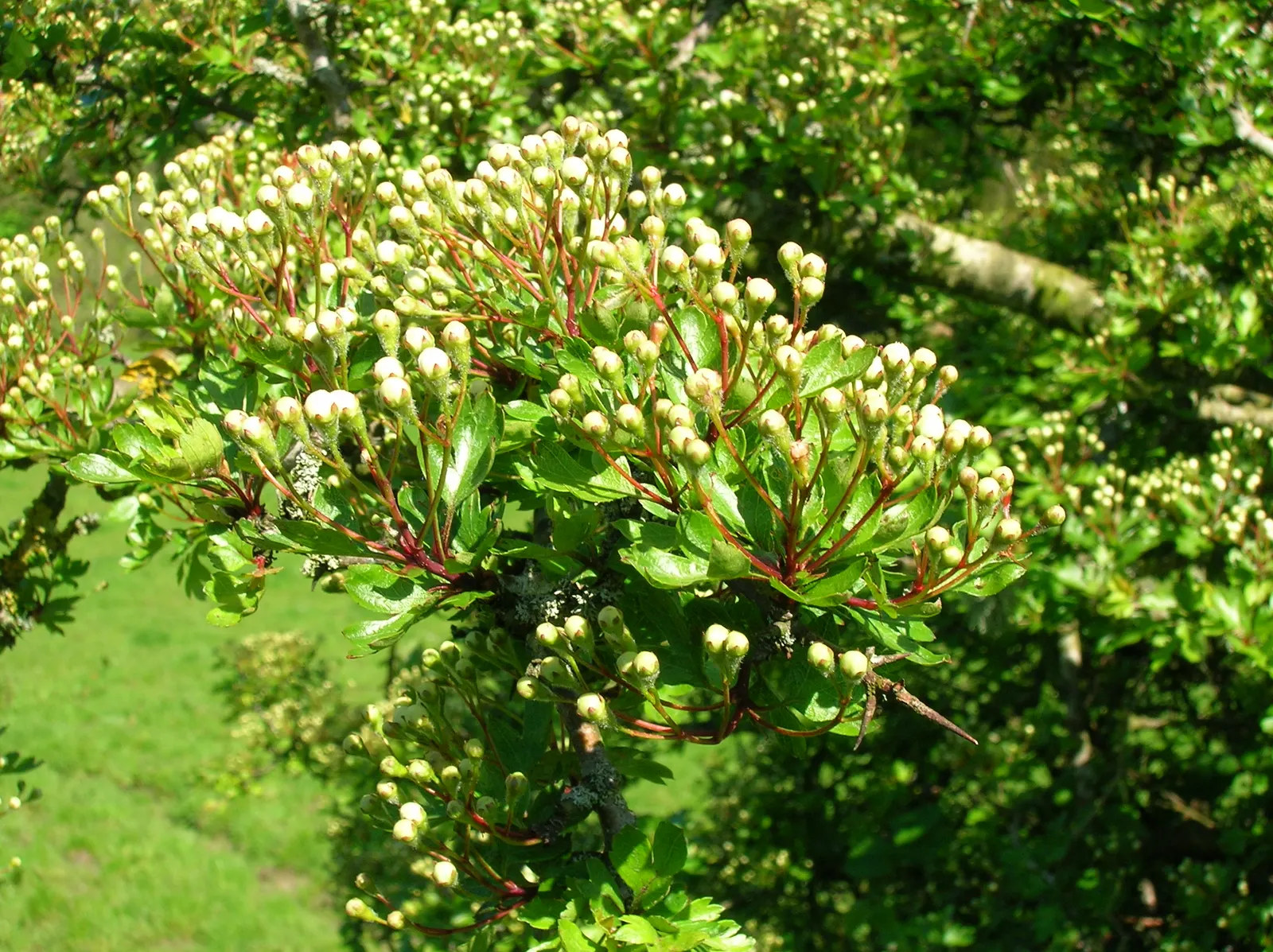 English Or Singleseed Hawthorn (Crataegus Monogyna) — which emerge from the dark-green lobed leaves