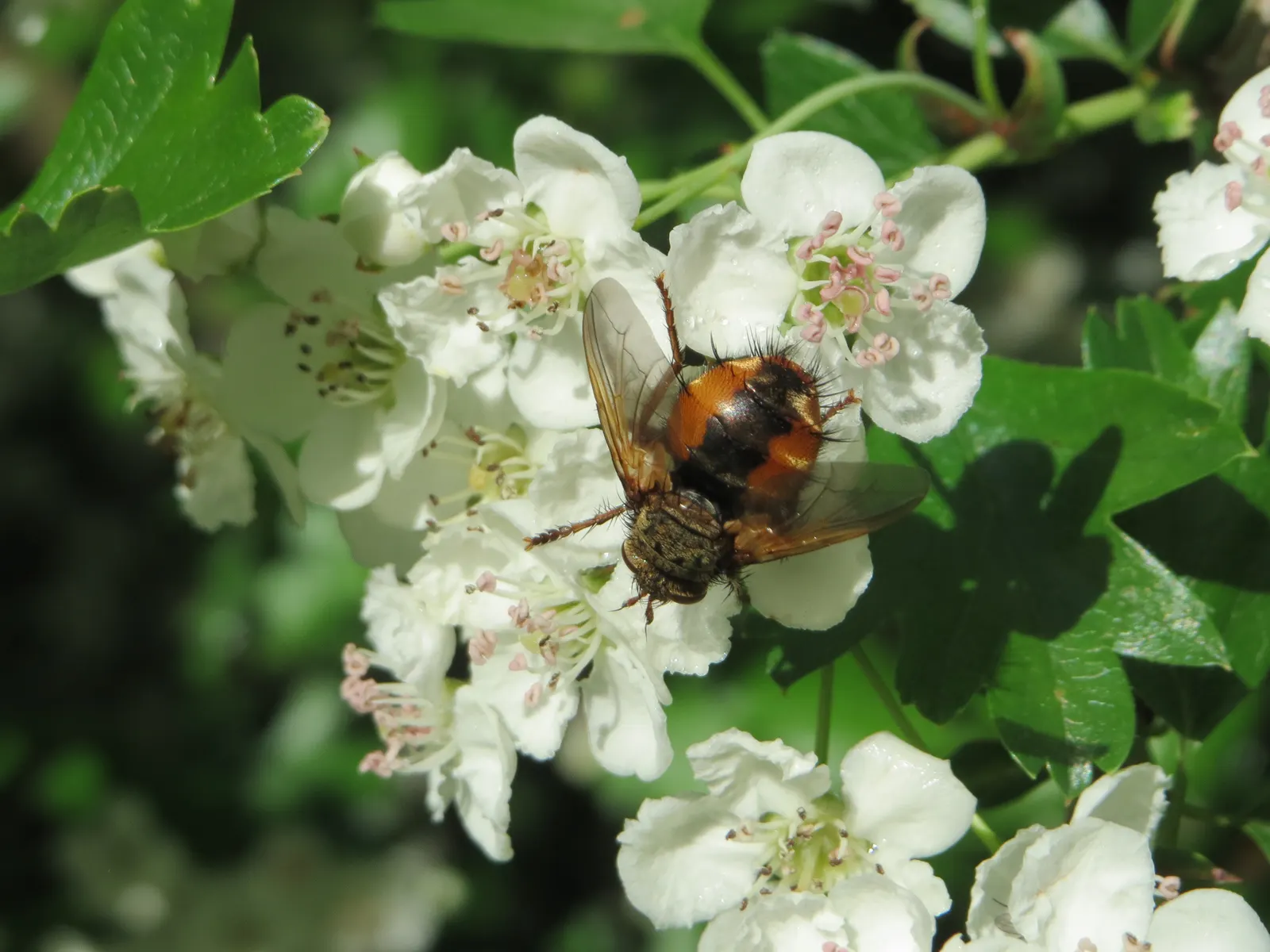 English Or Singleseed Hawthorn (Crataegus Monogyna) — white flowers in the garden