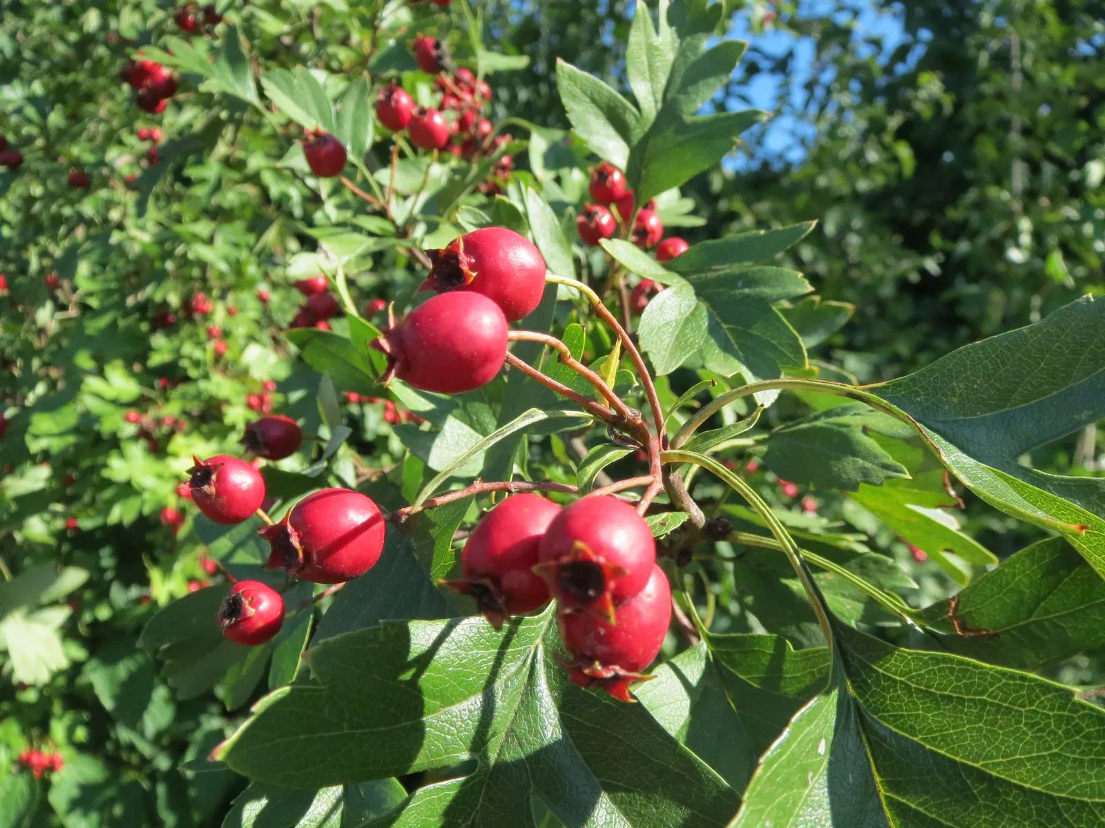English Or Singleseed Hawthorn (Crataegus Monogyna) — rounded canopy that can serve as an intriguing focal point or a natural privacy, image 38