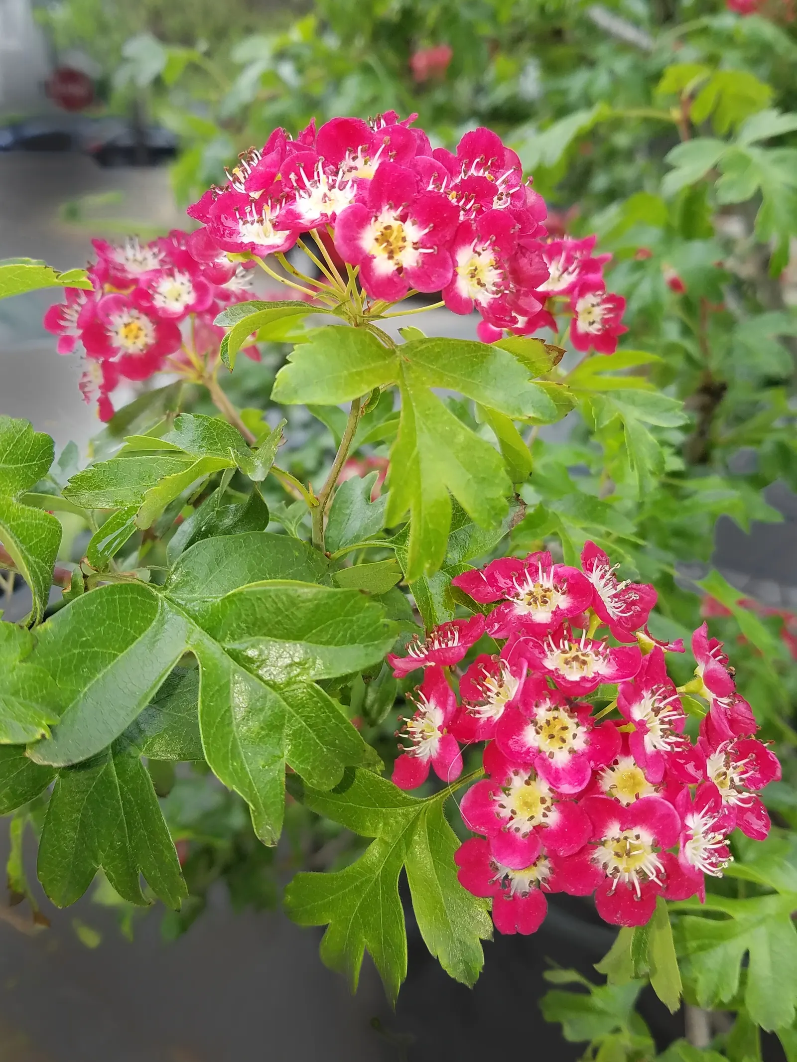 English Or Singleseed Hawthorn (Crataegus Monogyna) — rounded canopy that can serve as an intriguing focal point or a natural privacy, image 65