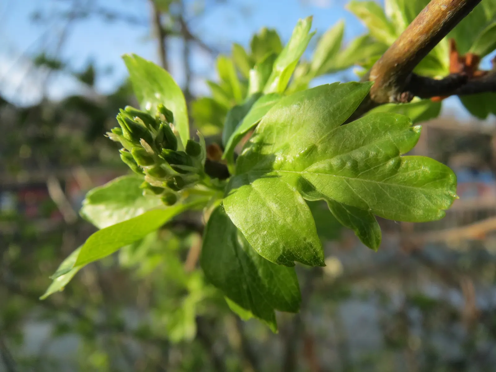 English Or Singleseed Hawthorn (Crataegus Monogyna) — The English Hawthorn (Crataegus monogyna) is a deciduous; followed by red berries and deeply lobed