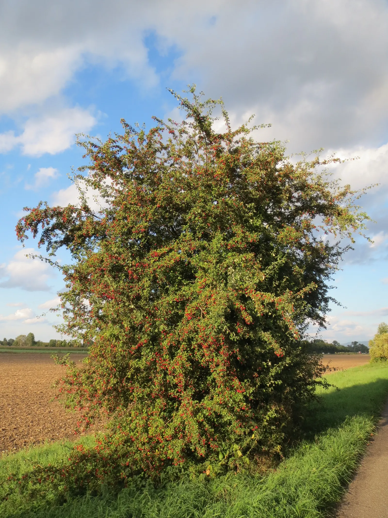 English Or Singleseed Hawthorn (Crataegus Monogyna) — it features clusters of fragrant white flowers in late spring; after the leaves have, image 57