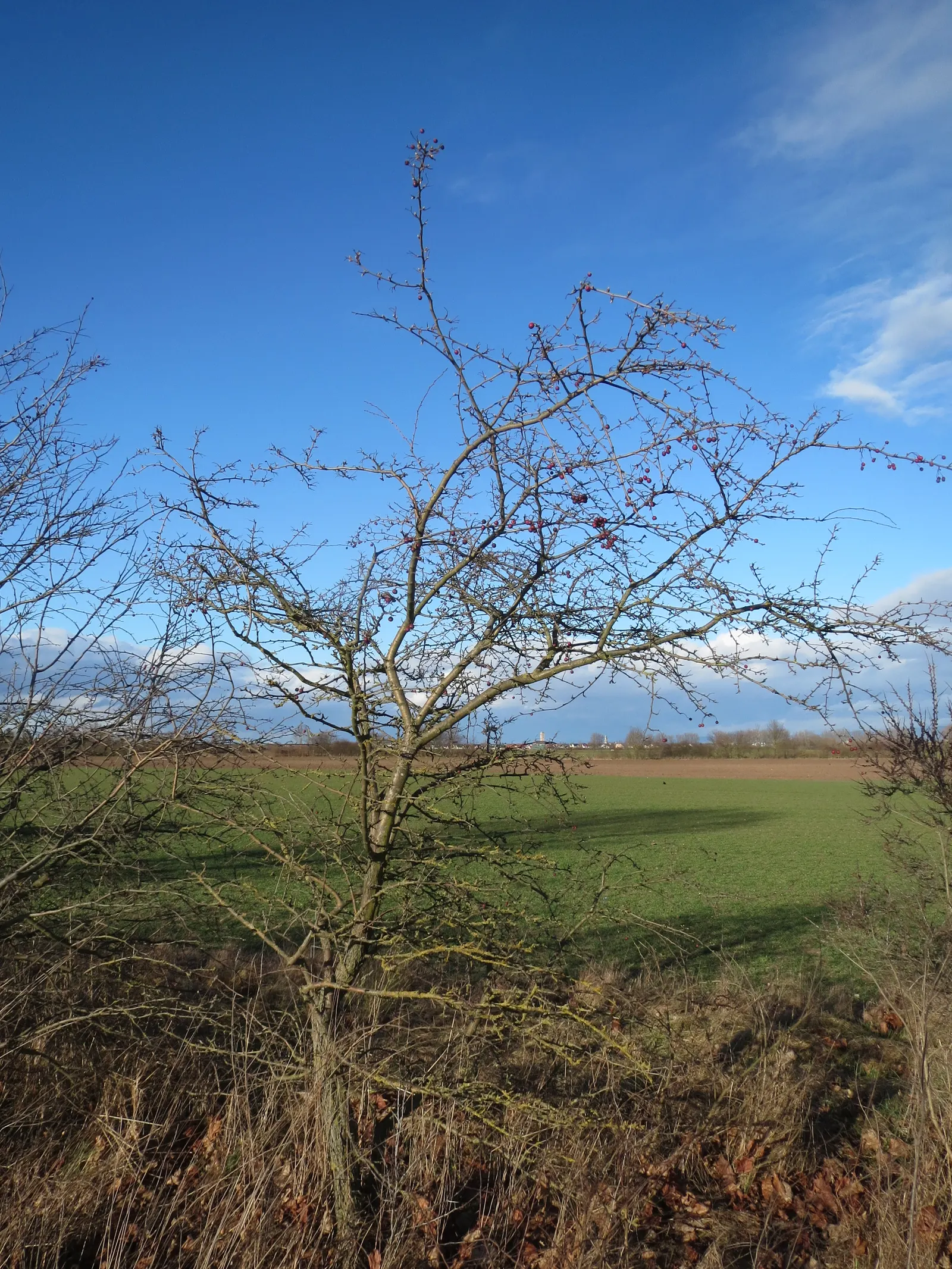 English Or Singleseed Hawthorn (Crataegus Monogyna) — the plant bears deep red berries; it prefers full sun to partial shade