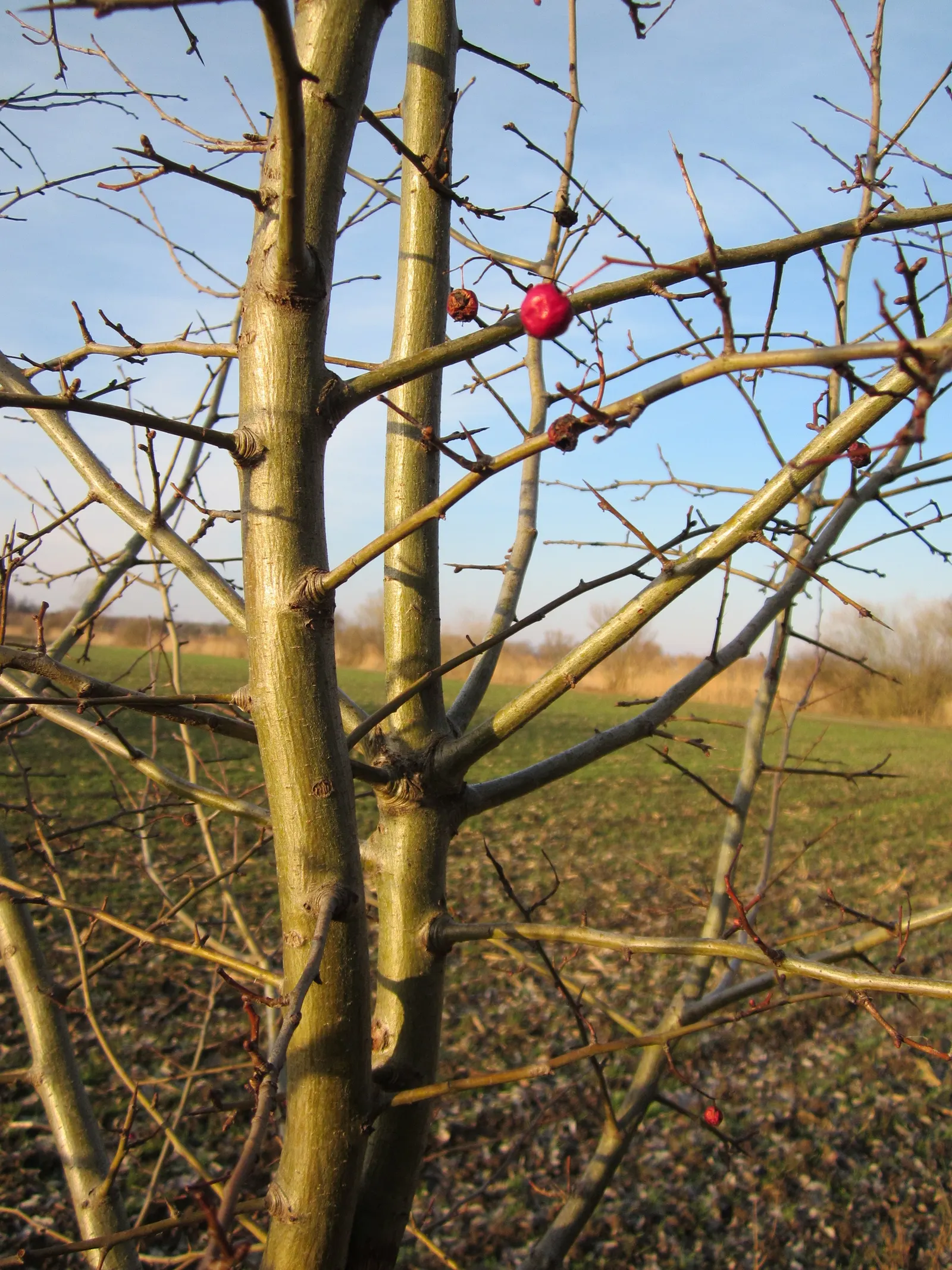 English Or Singleseed Hawthorn (Crataegus Monogyna) — hardwood of the English Hawthorn ensures resilience and longevity