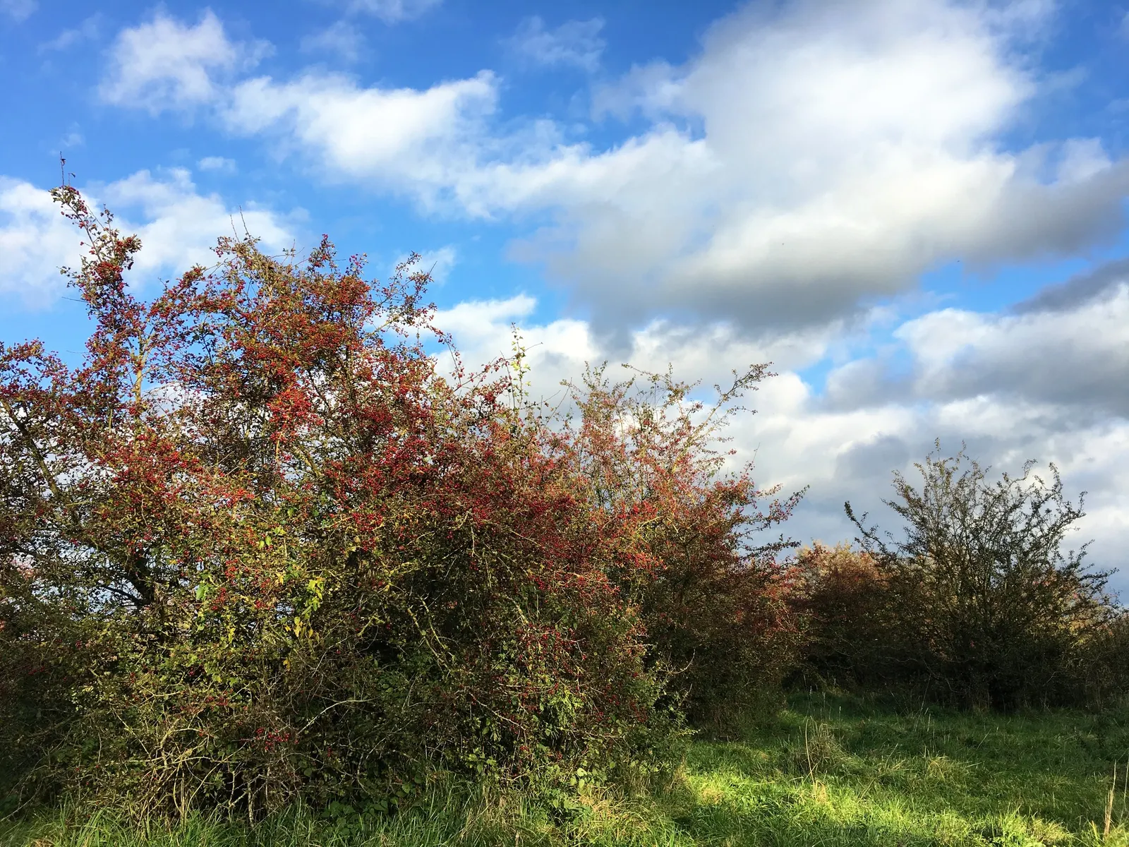 English Or Singleseed Hawthorn (Crataegus Monogyna) — The English Hawthorn (Crataegus monogyna) is a deciduous