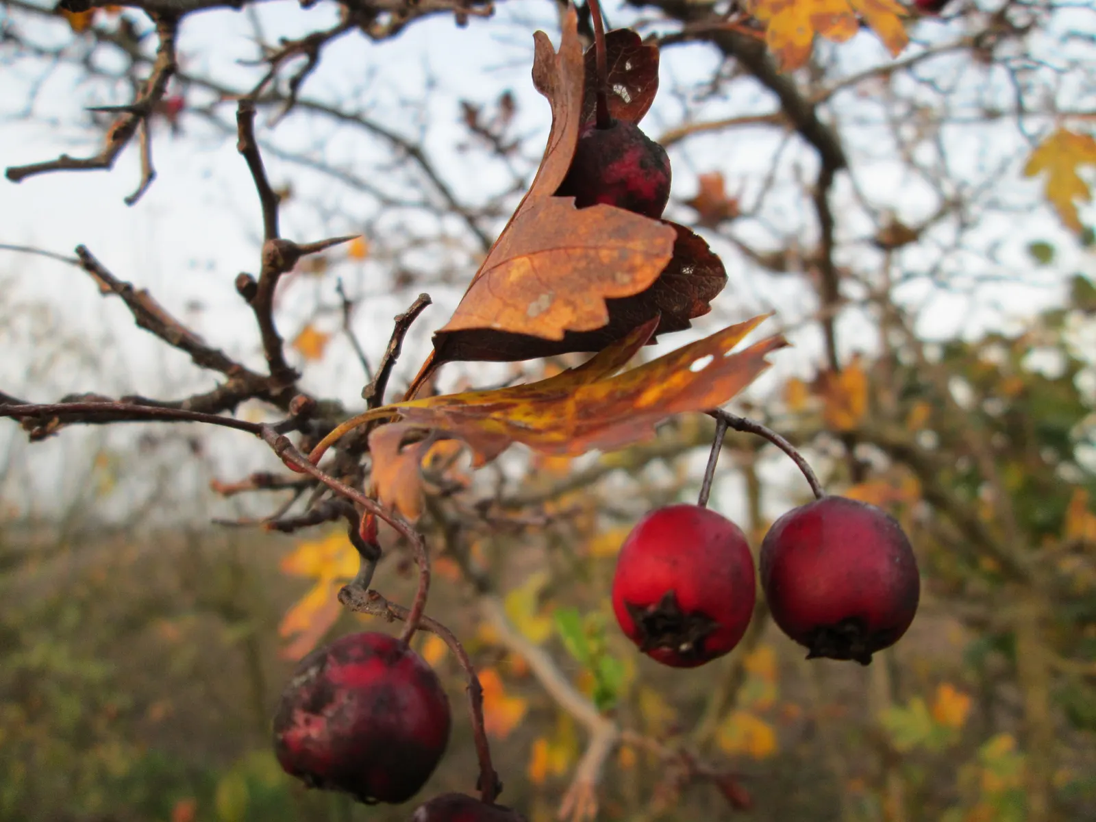 English Or Singleseed Hawthorn (Crataegus Monogyna) — It prefers full sun to partial shade; standing at a mature height of 15 to 25 feet with a similar spread