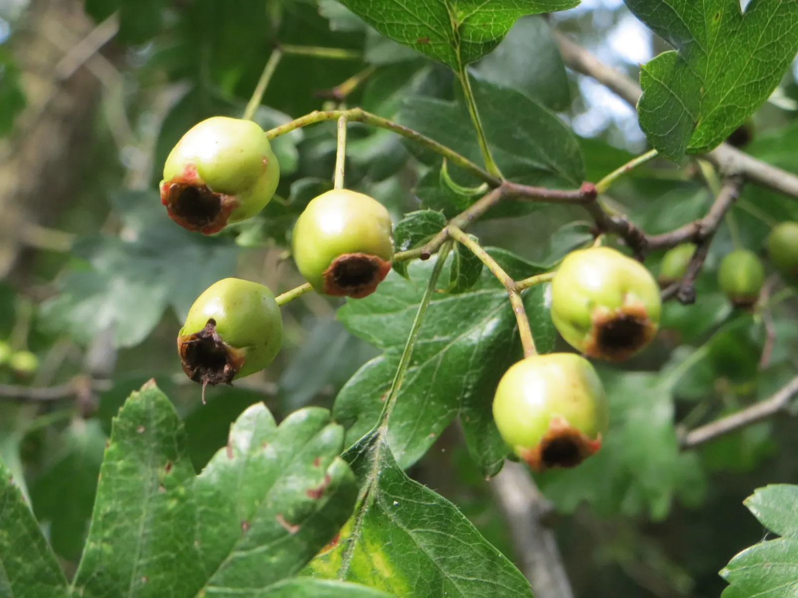 English Or Singleseed Hawthorn (Crataegus Monogyna) — Its dense thorny branches provide excellent nesting for birds, image 32